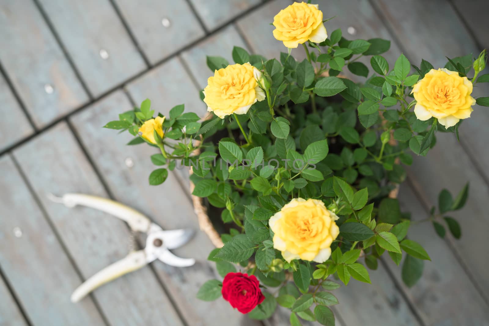 summer spring flower. colorful rose in the pot on sunny day