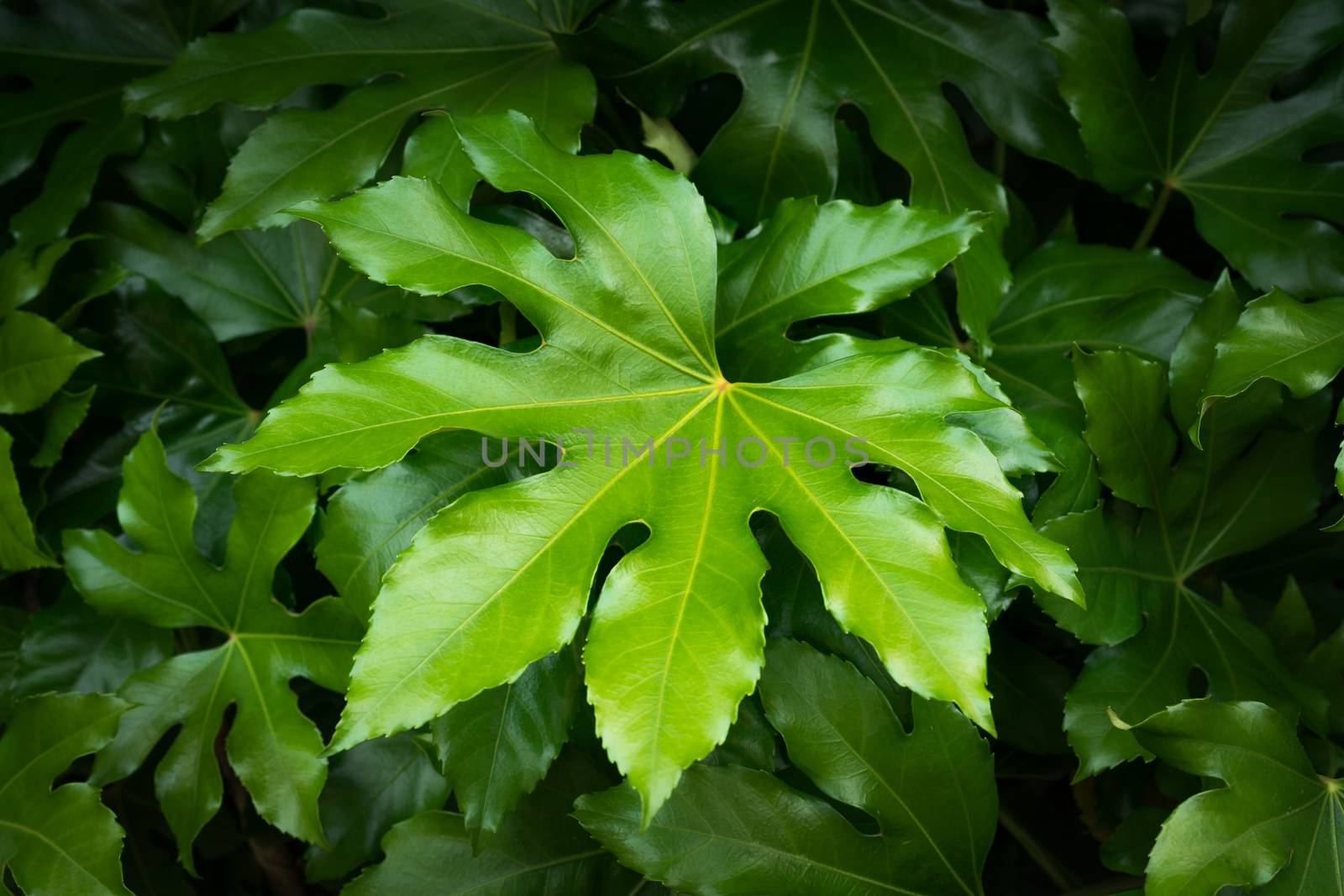 tropical nature green leaf texture background. Tropical forest and travel adventure concept.