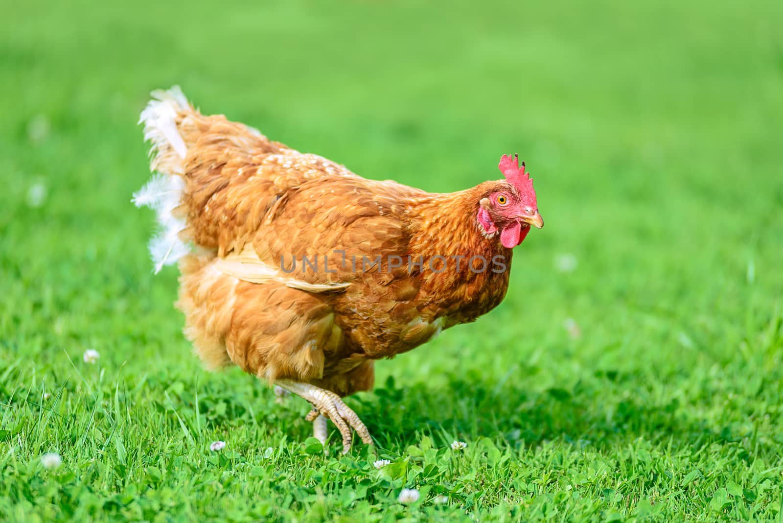 Hen on traditional free range poultry organic farm grazing on the grass.