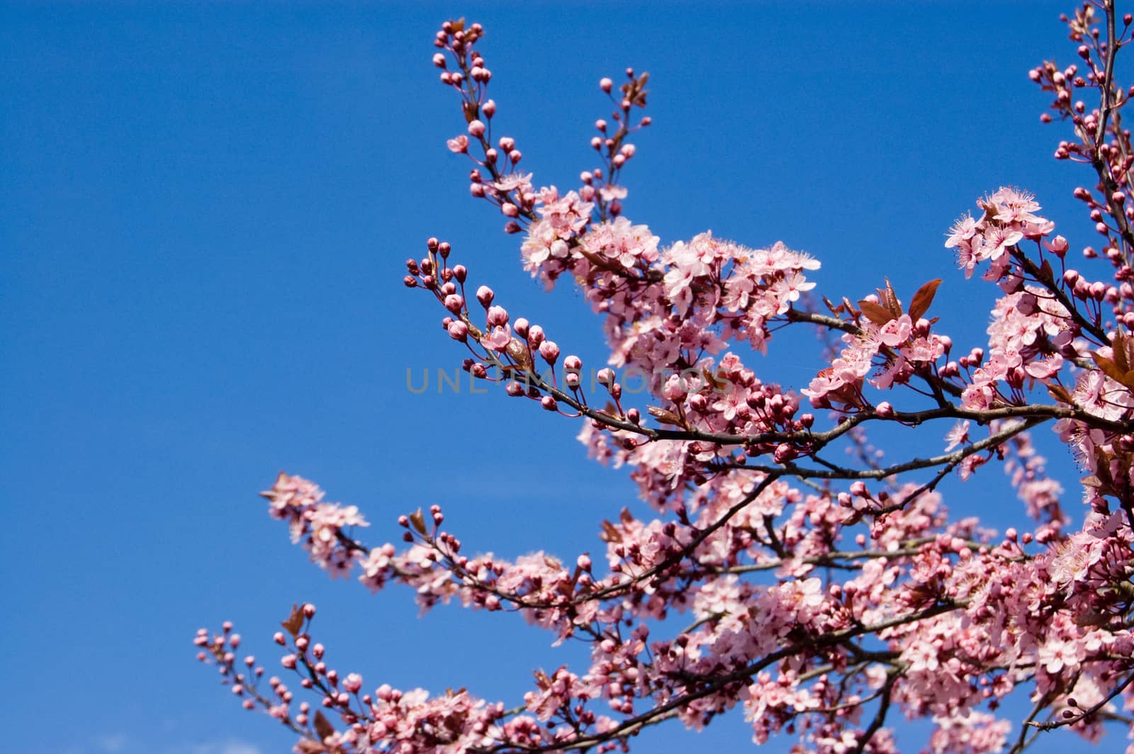 Branches of a flowering cherry tree Prunus serrulata bursting with pink blooms in the Spring sunshine.