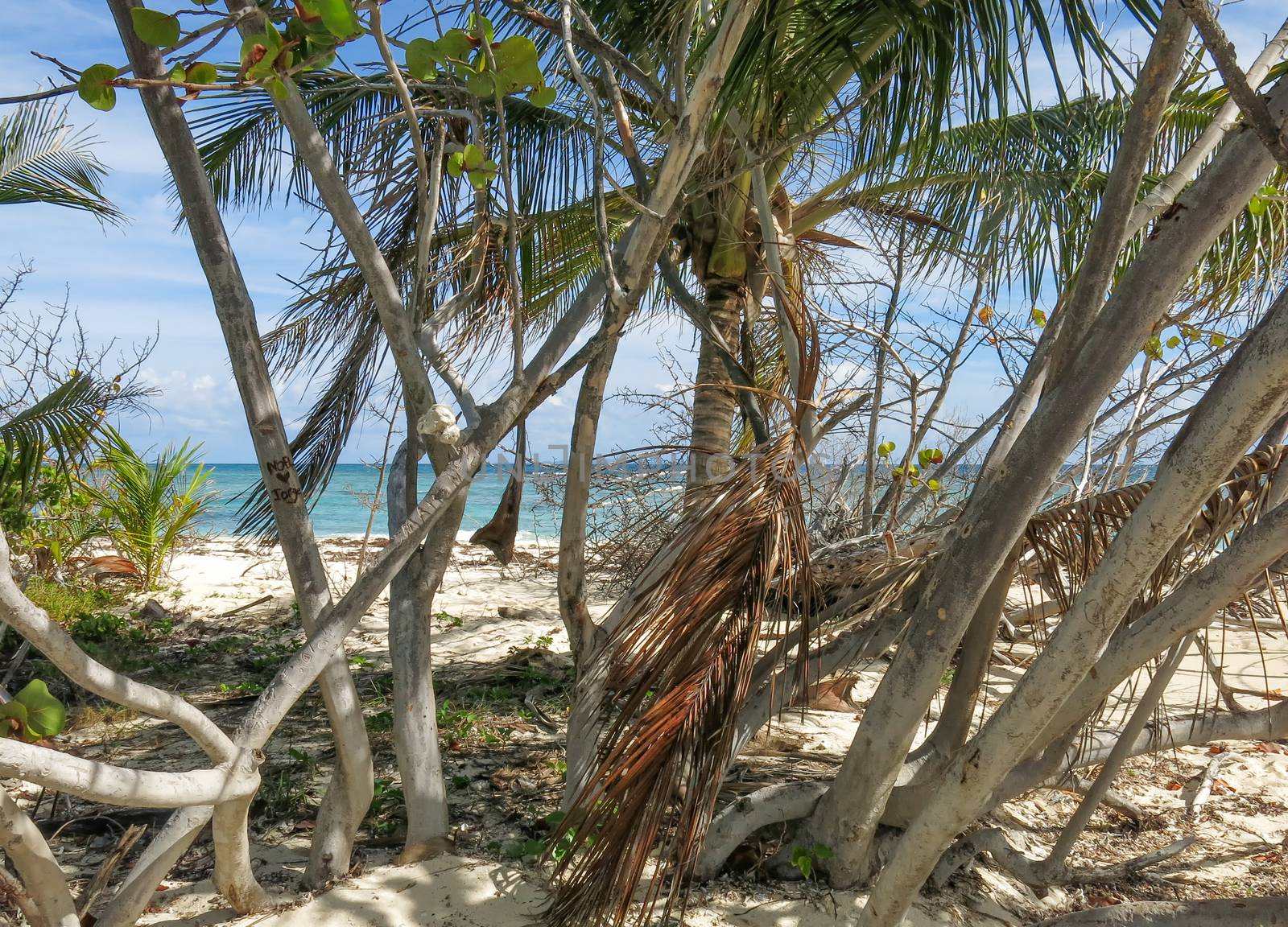 A cluster of tropical trees on a white sand beach in Puerto Rico.