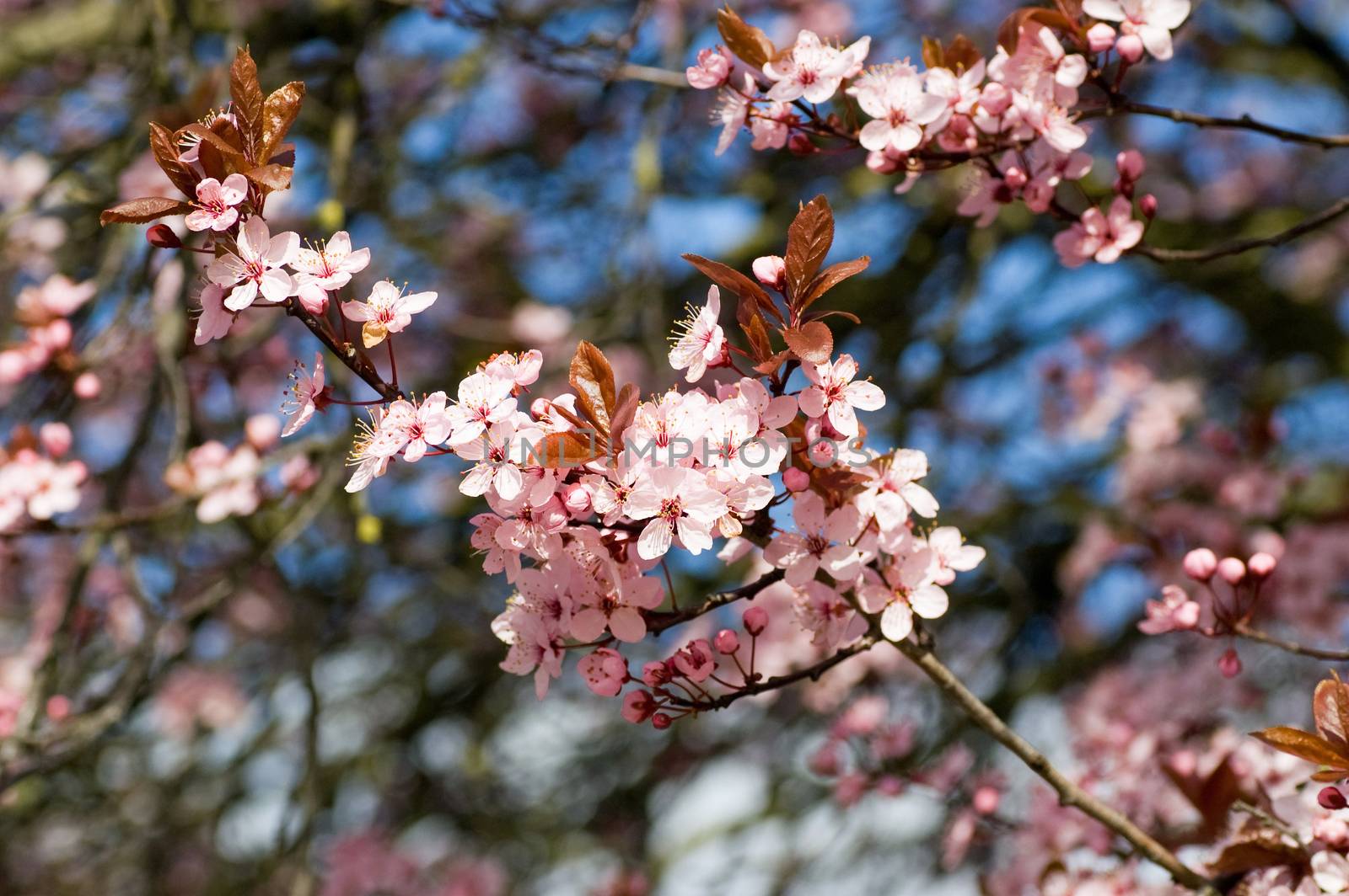 Clusters of flowering cherry blossom on a Prunus serrulata tree in Spring time.