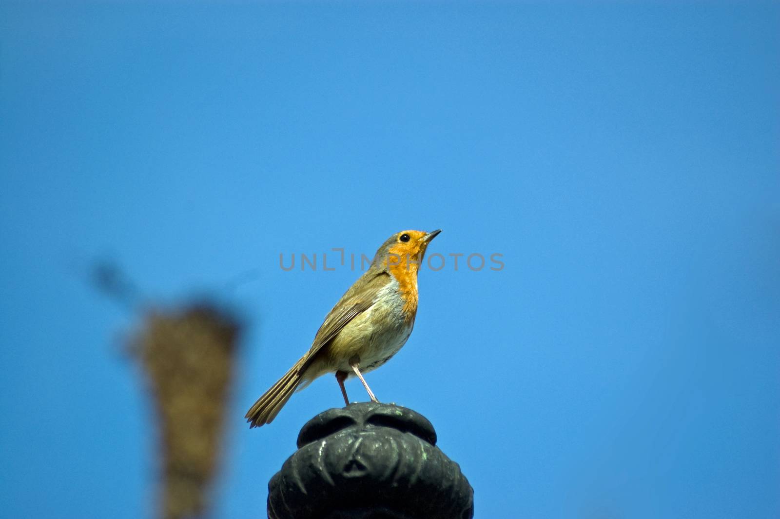 A robin, latin name Erithacus rubecula, perched on a railing  in London. with space for copy.