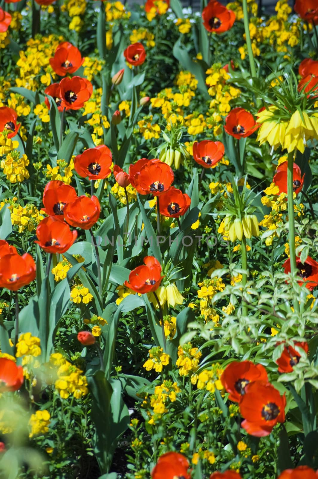 A spring flower bed with red and yellow blooms including tulips and wallflowers.