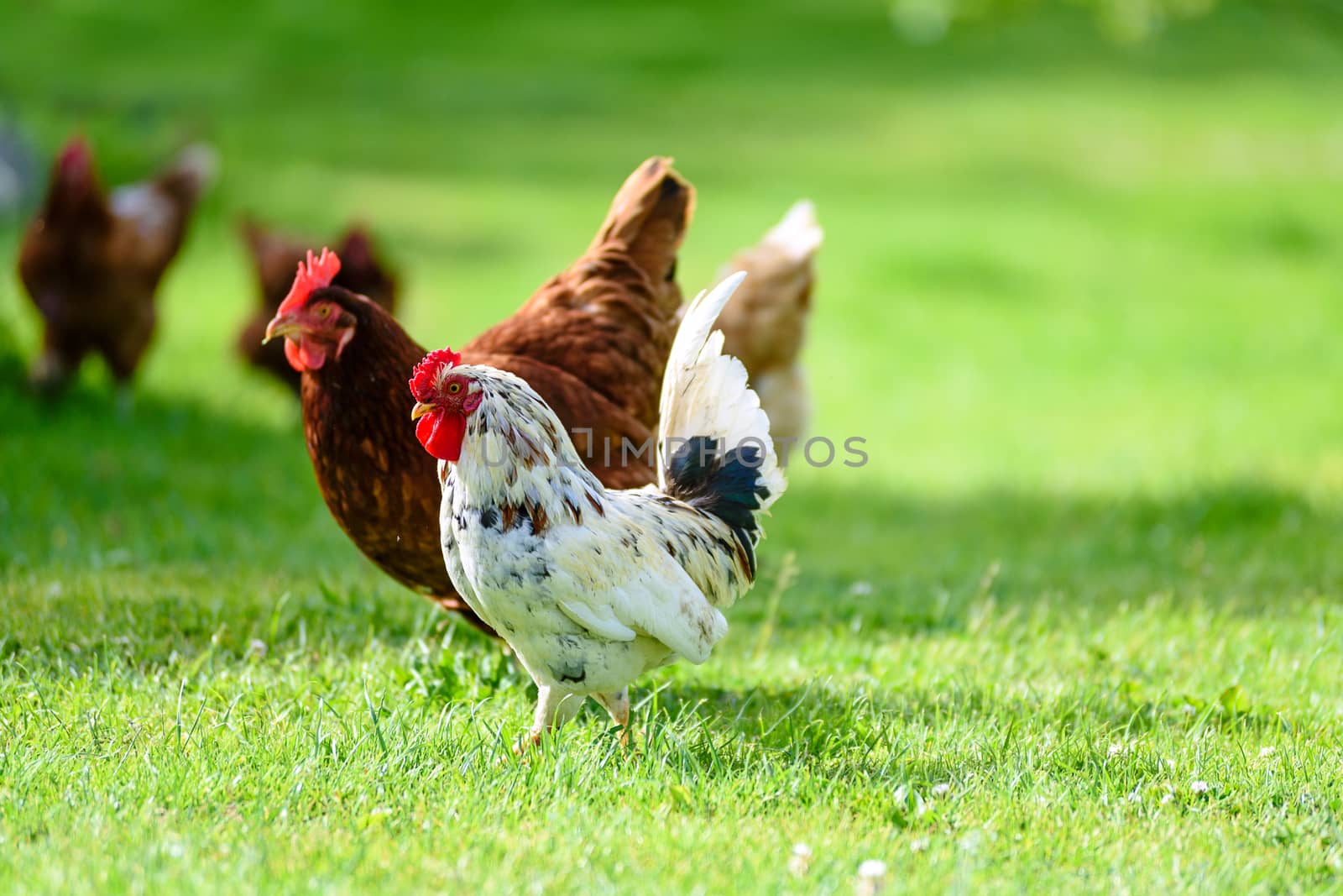 Rooster and hens on traditional free range poultry organic farm grazing on the grass.