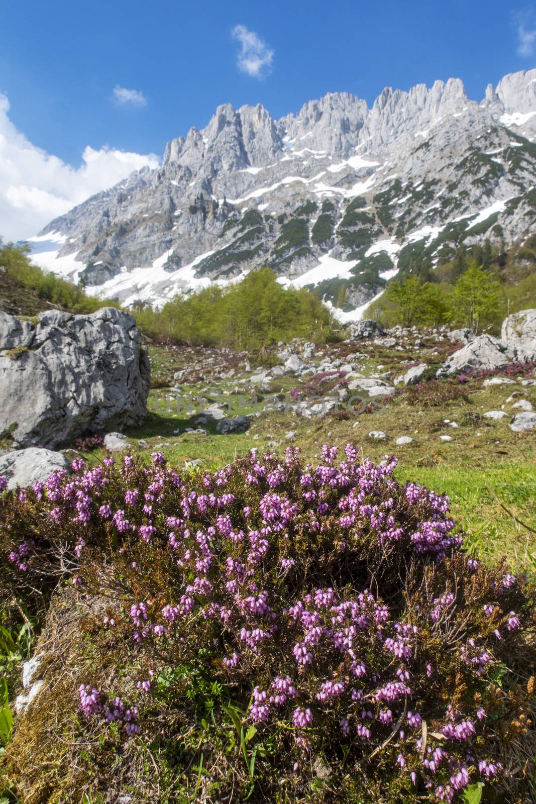 heather plant in the wilder kaiser mountains