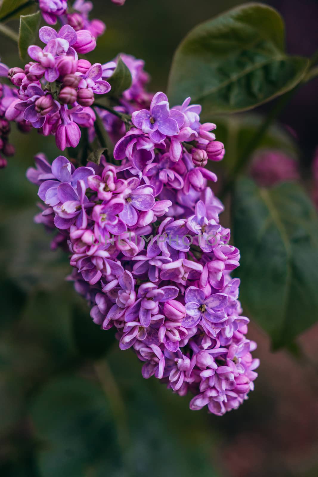 Lilac flower somewhere in the home garden with a background of green leaves