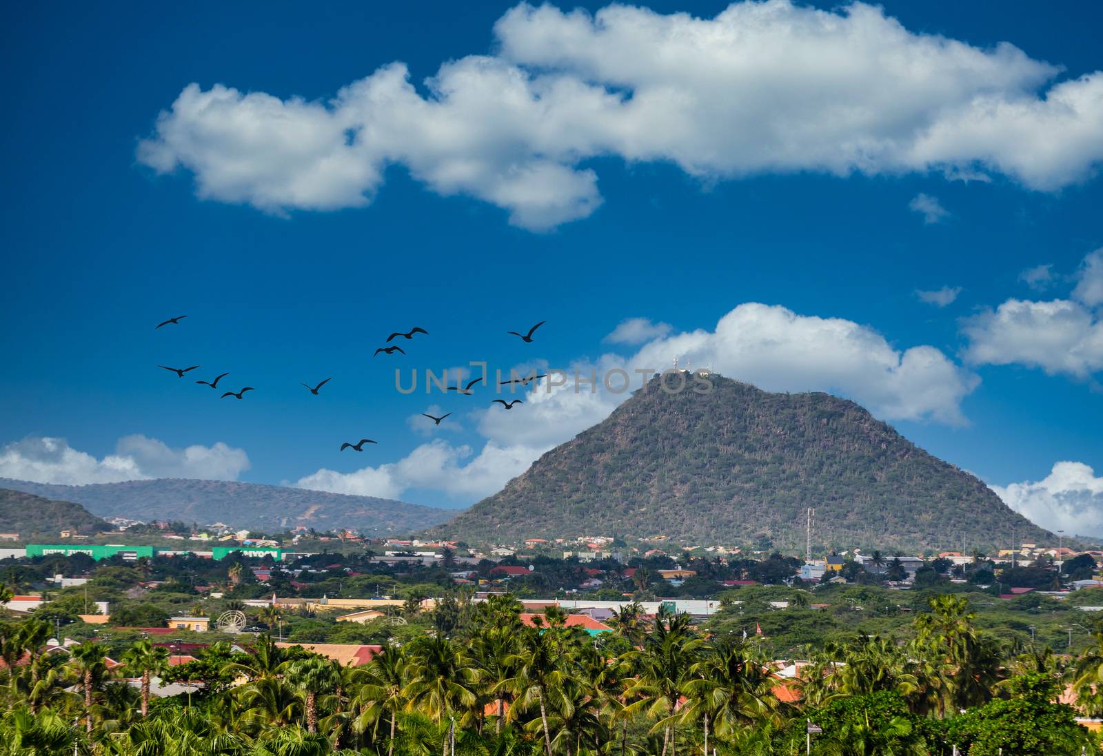 Hill Beyond Trees on Aruba by dbvirago