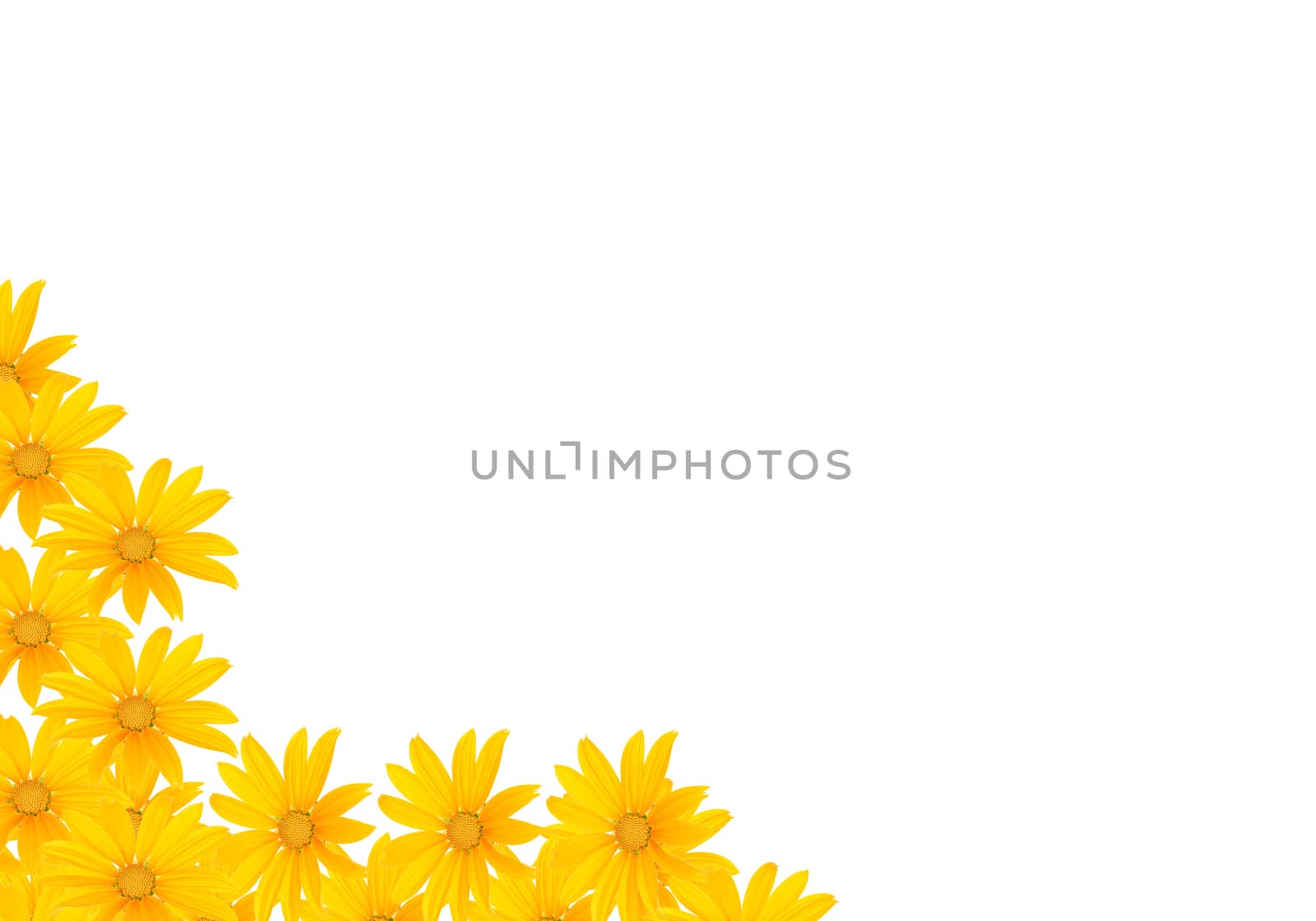 Small yellow flowers on a white background.