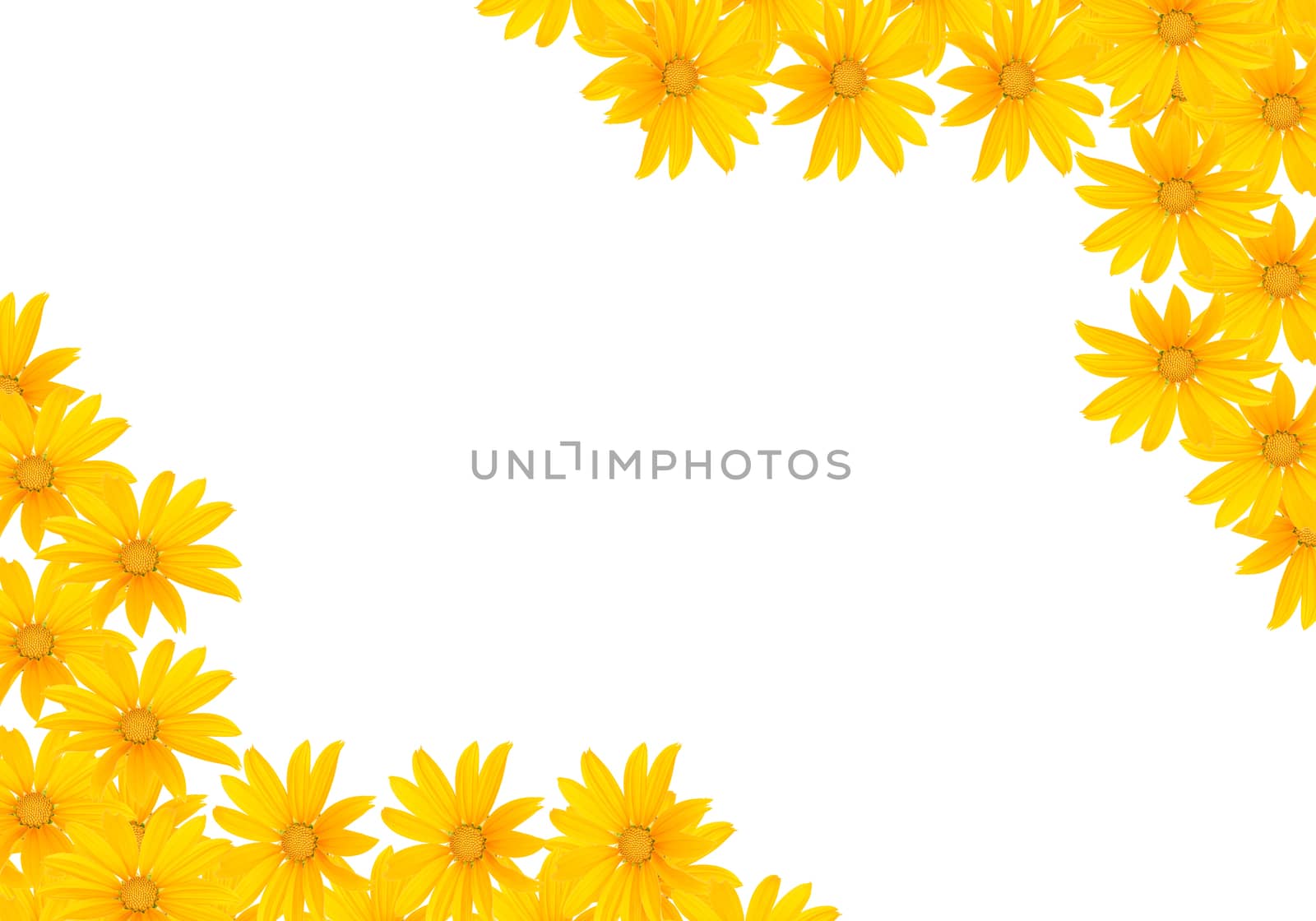 Small yellow flowers on a white background.