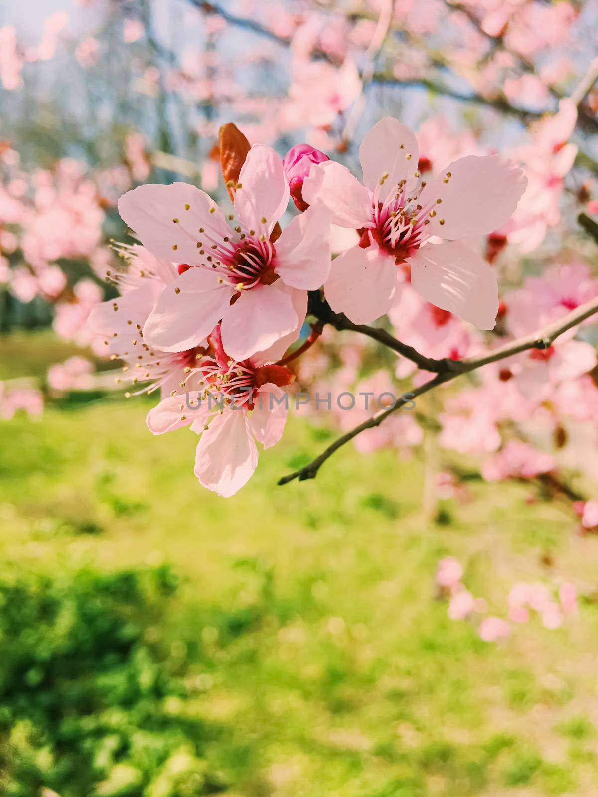 Apple tree flowers bloom, floral blossom in sunny spring