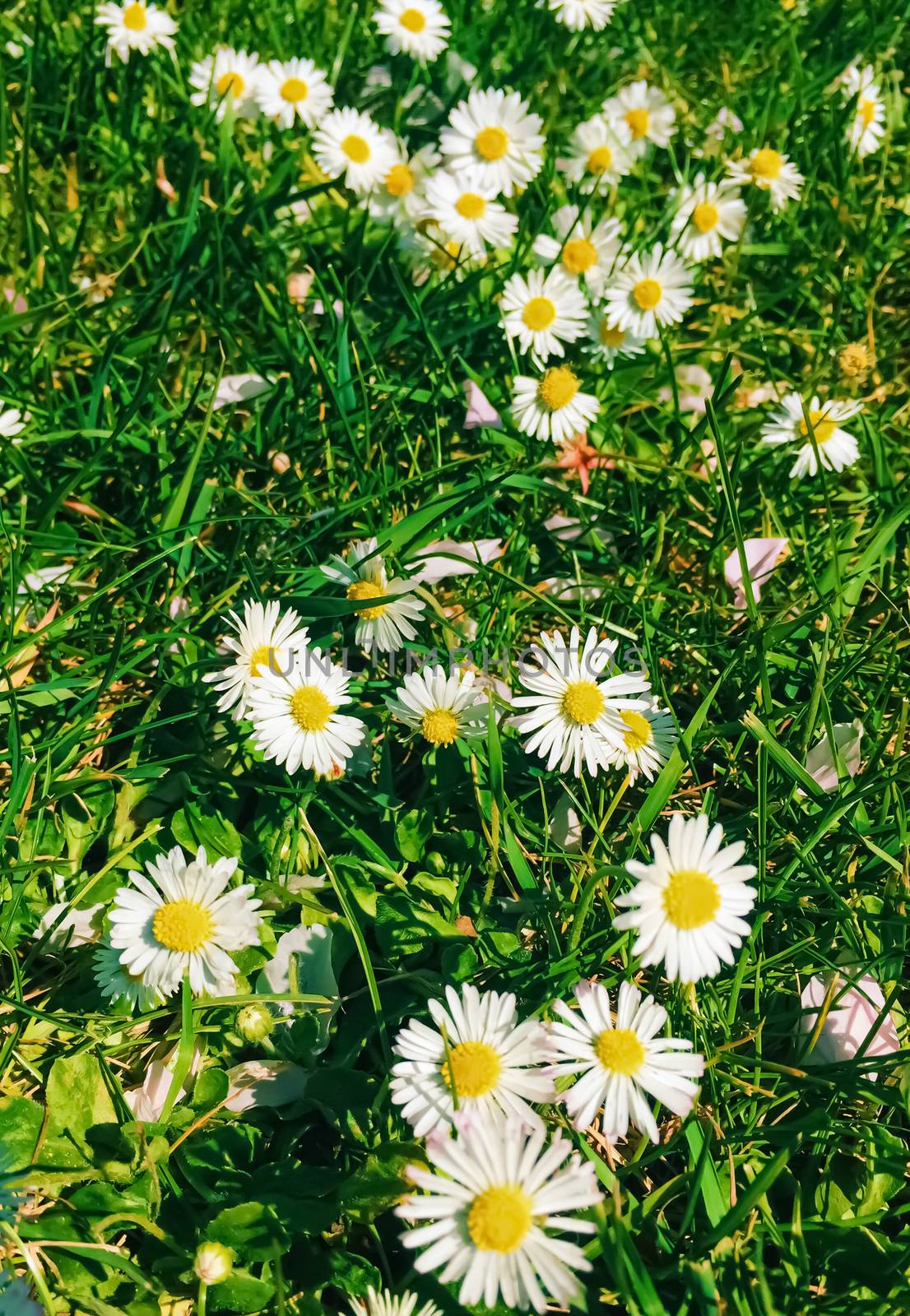 Daisy flowers and green grass in spring, nature and outdoors concept