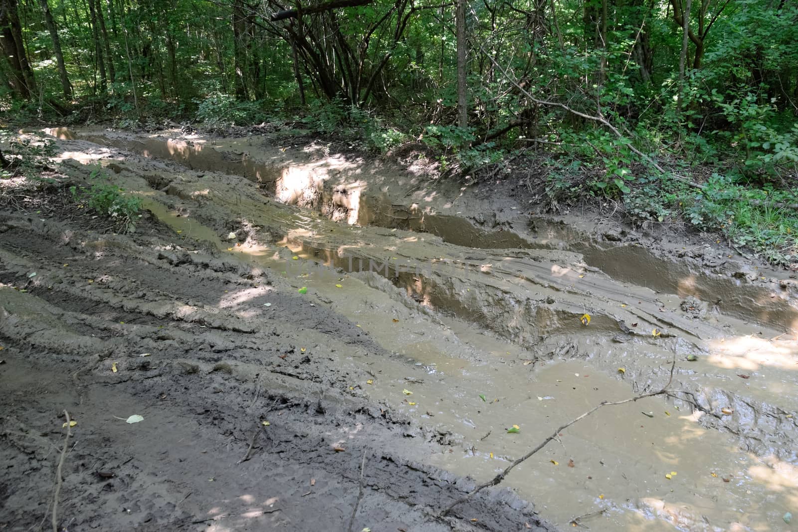 Dirty blurred forest road with a deep rut.