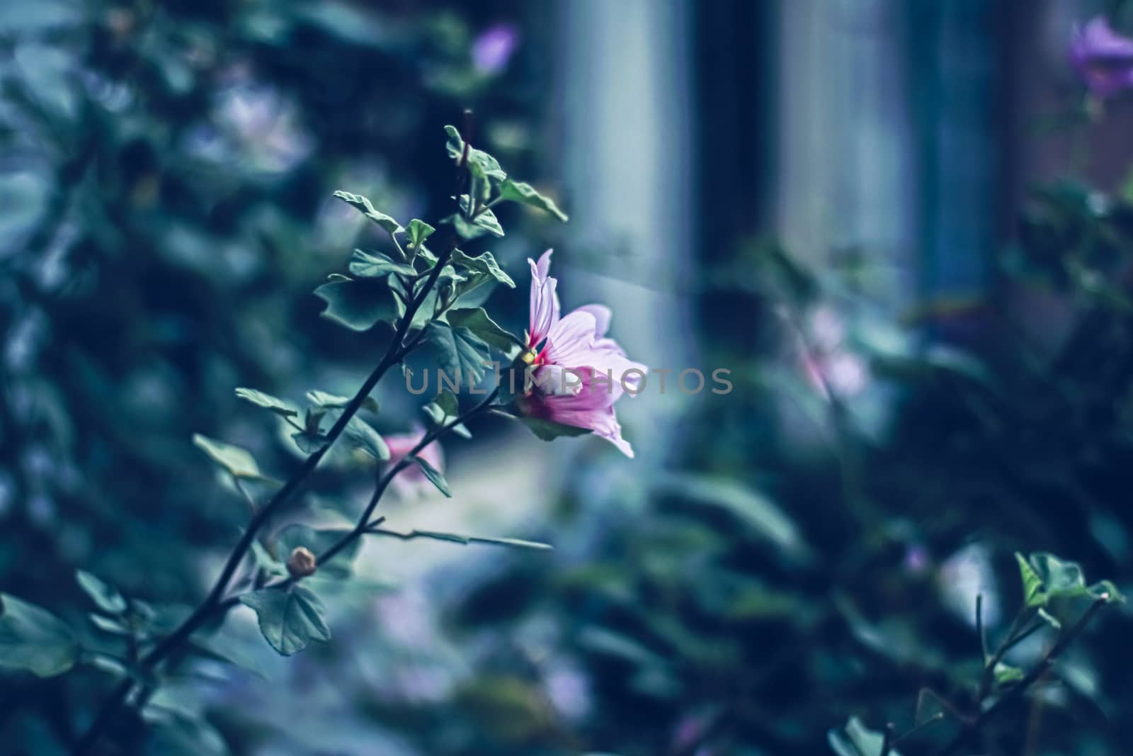 Blooming flowers in a European city garden