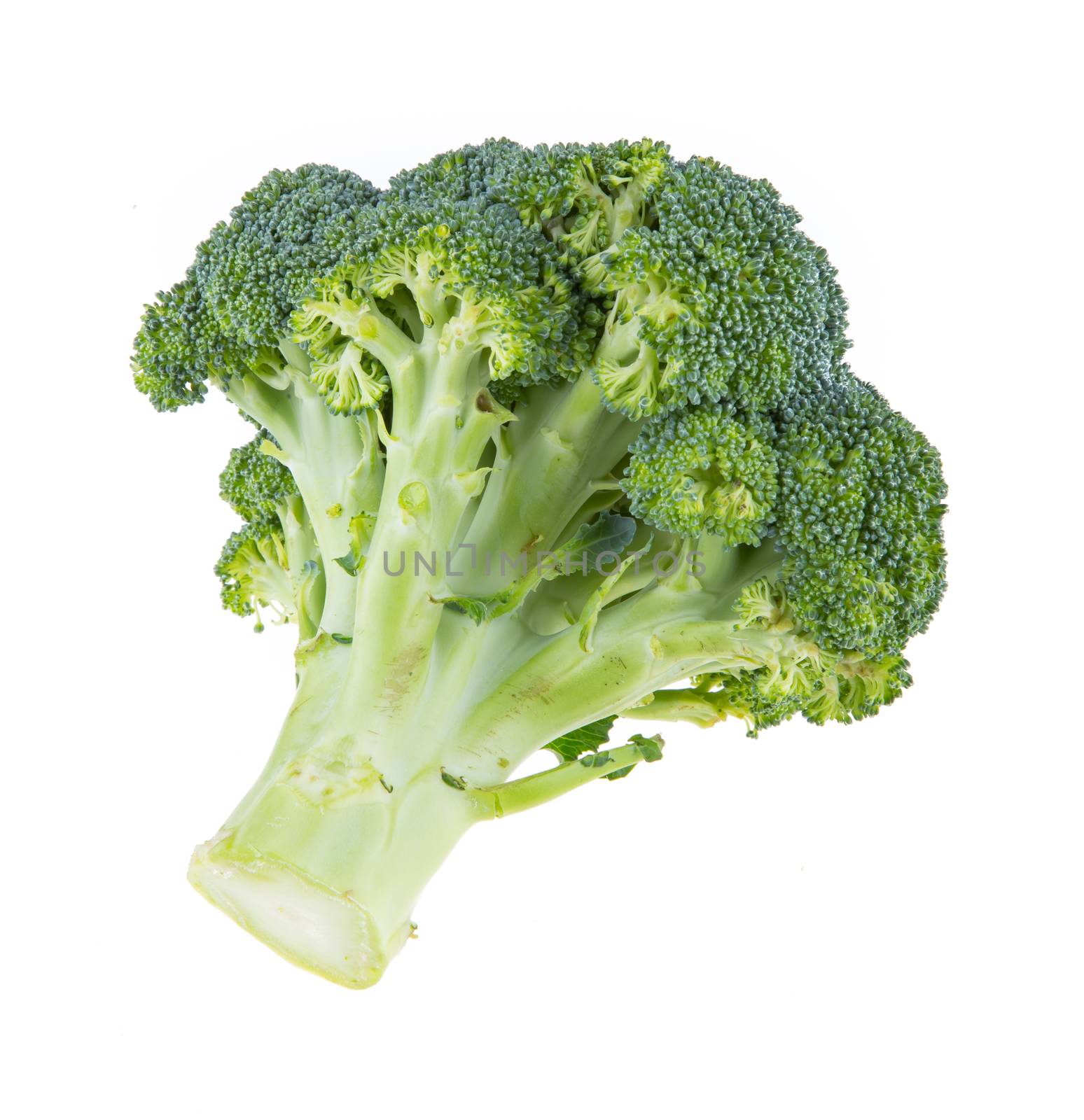 Fresh broccoli isolated on white background