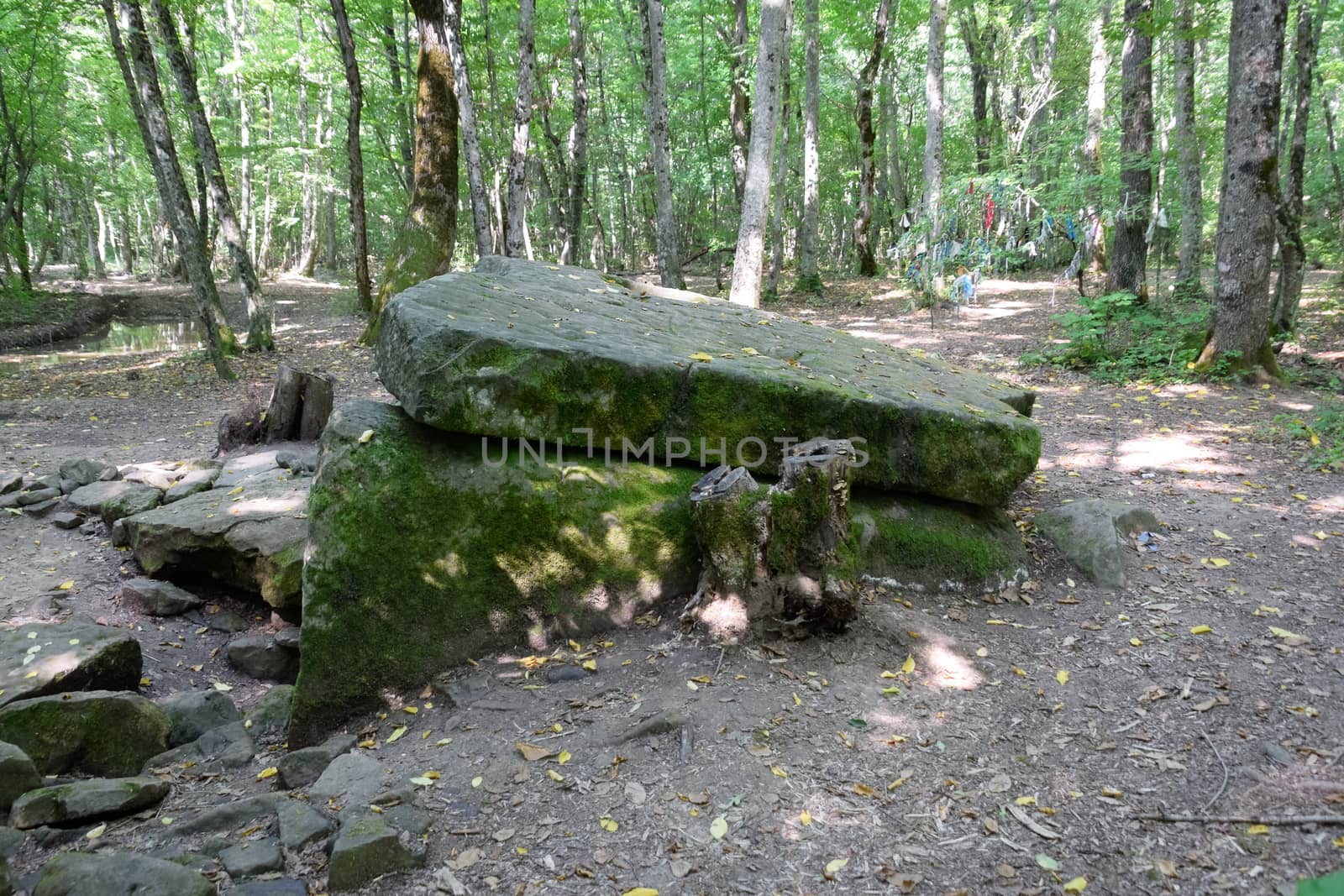 Dolmen in Shapsug. Forest in the city near the village of Shapsugskaya, the sights are dolmens and ruins of ancient civilization.