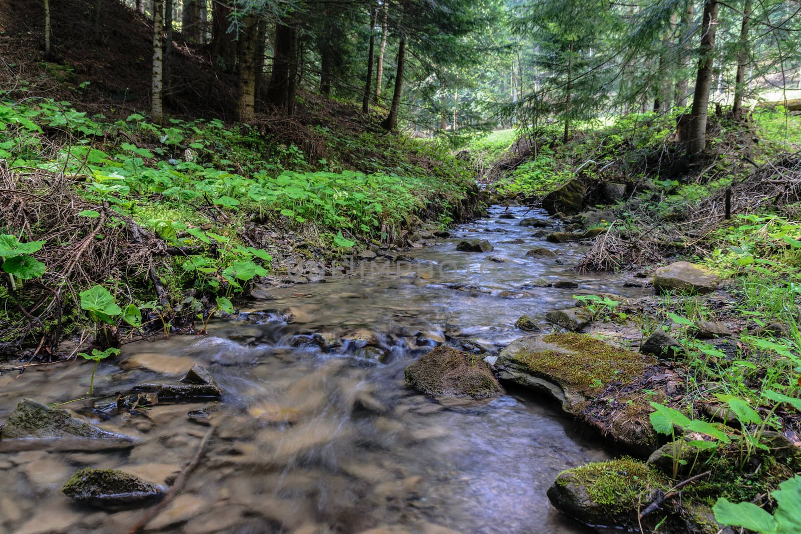 Small mountain stream deep in a spring forest