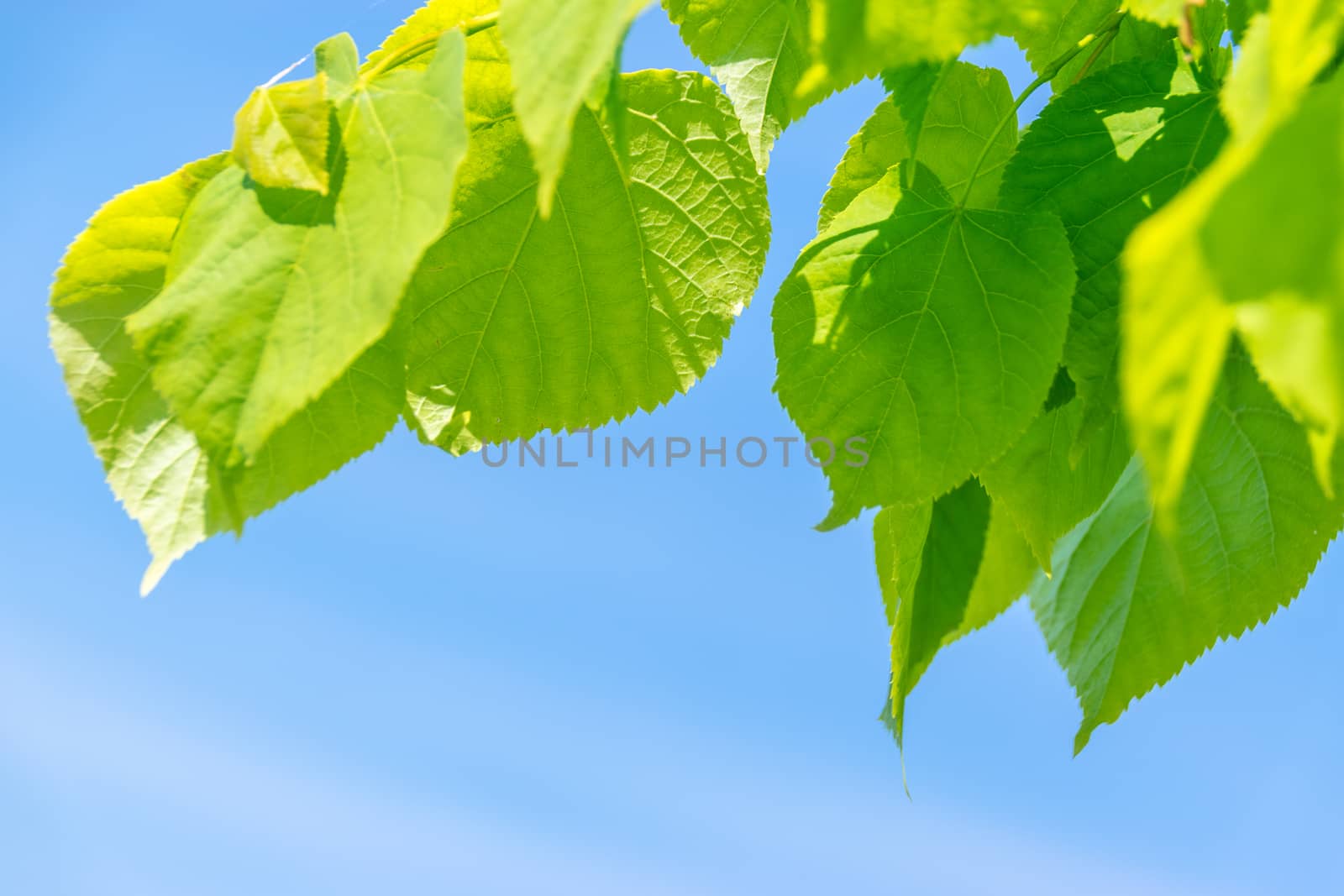 Beautiful spring background: young and green leaves on the blue sky