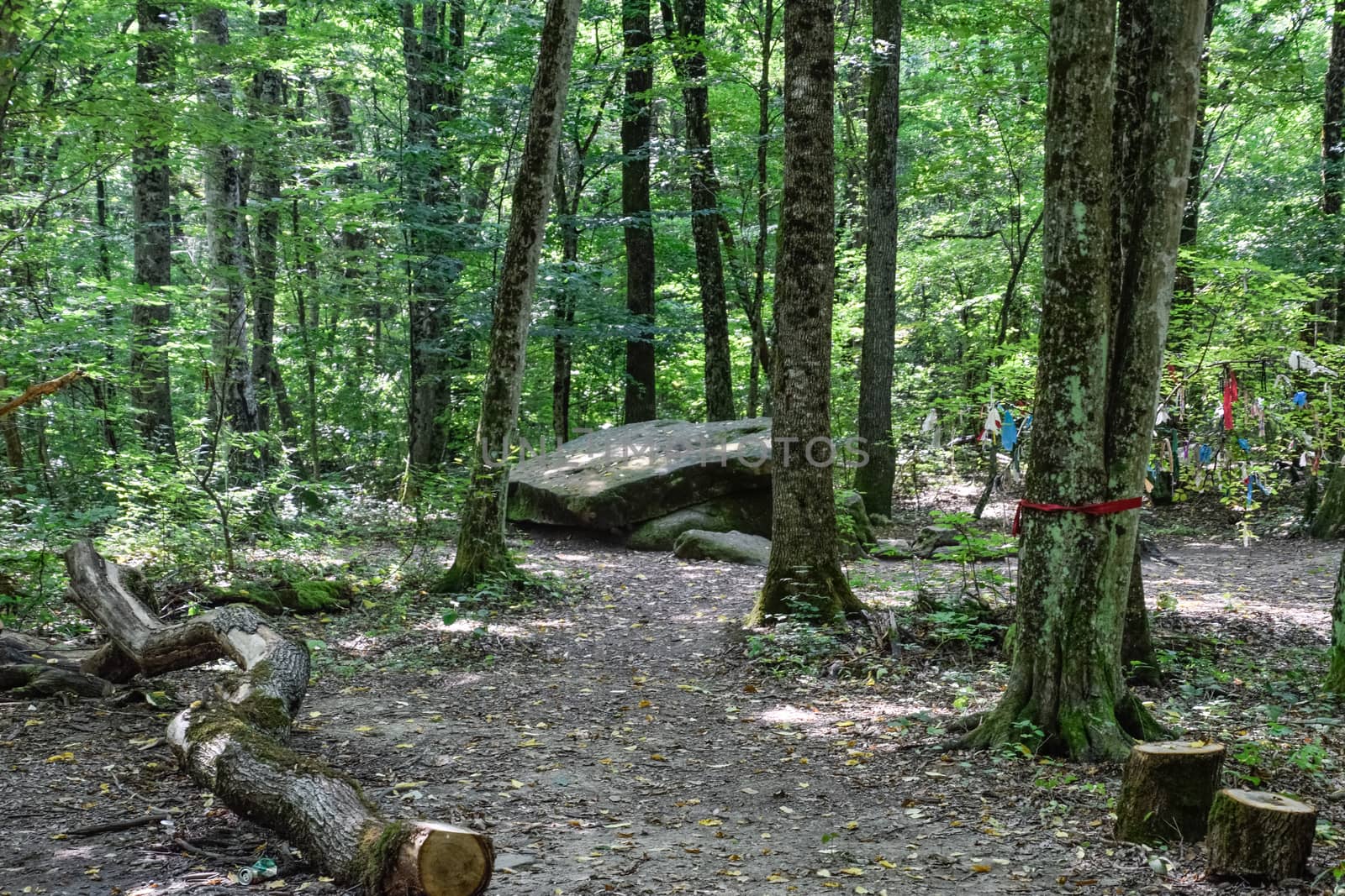 Dolmen in Shapsug. Forest in the city near the village of Shapsugskaya, the sights are dolmens and ruins of ancient civilization.