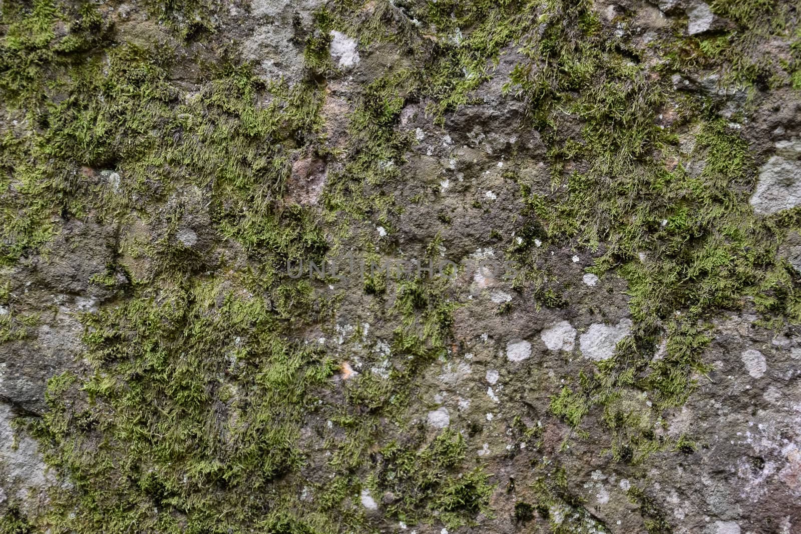 Green moss on the rock. A stone overgrown with a bhomme