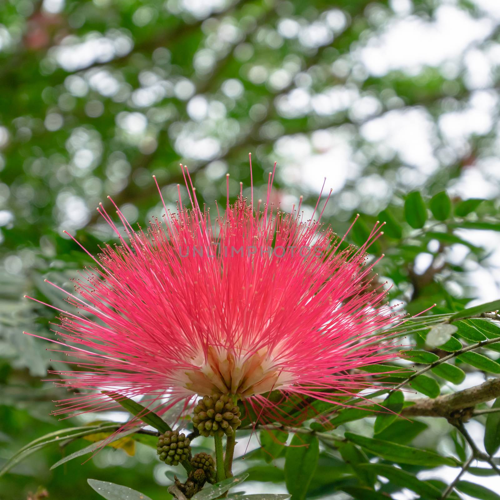 The close up of pink petal persian silk tree flower in forest hill.