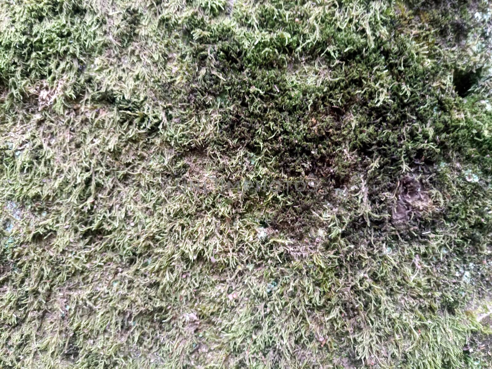 Green moss on the rock. A stone overgrown with a bhomme