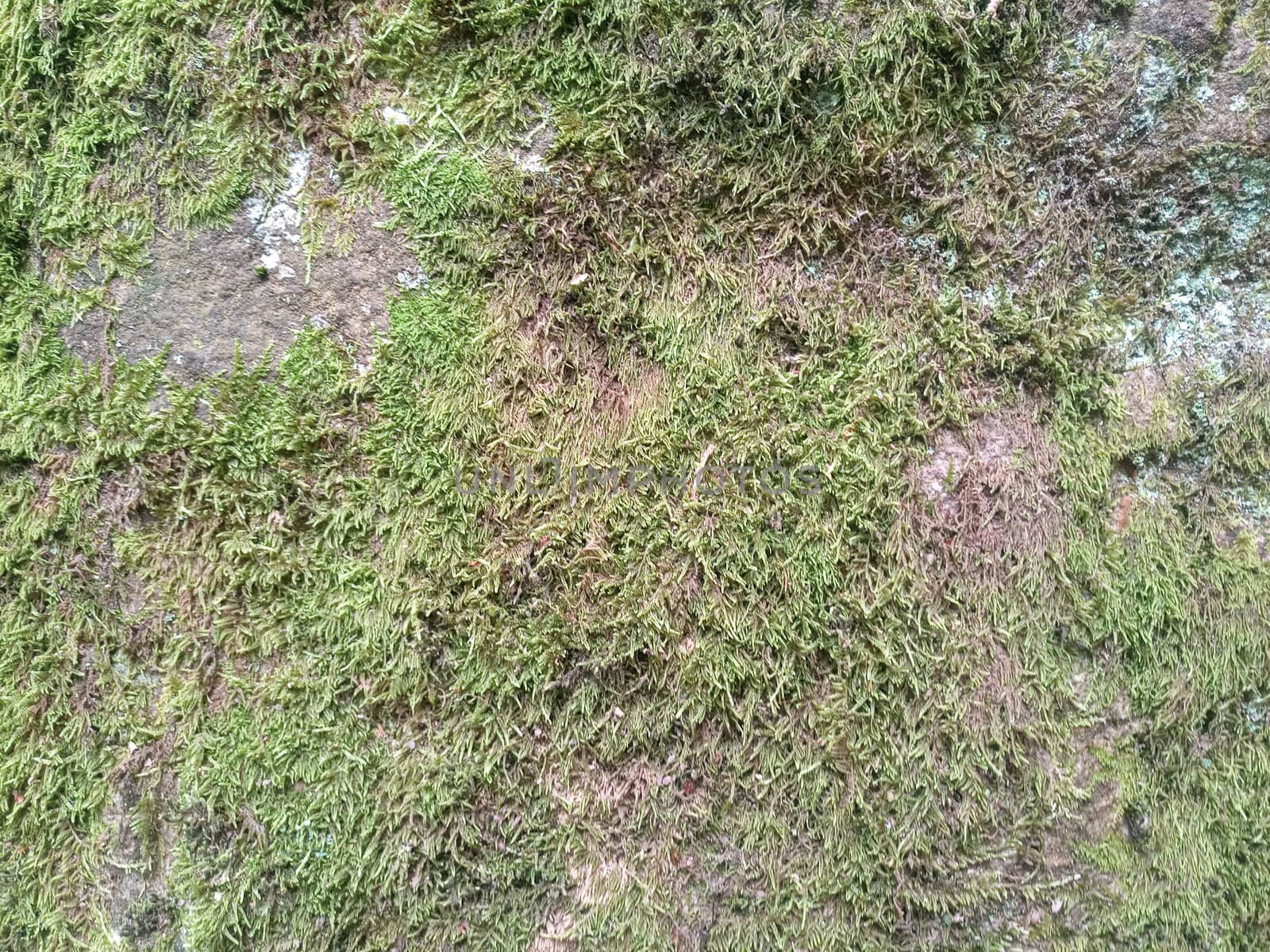 Green moss on the rock. A stone overgrown with a bhomme