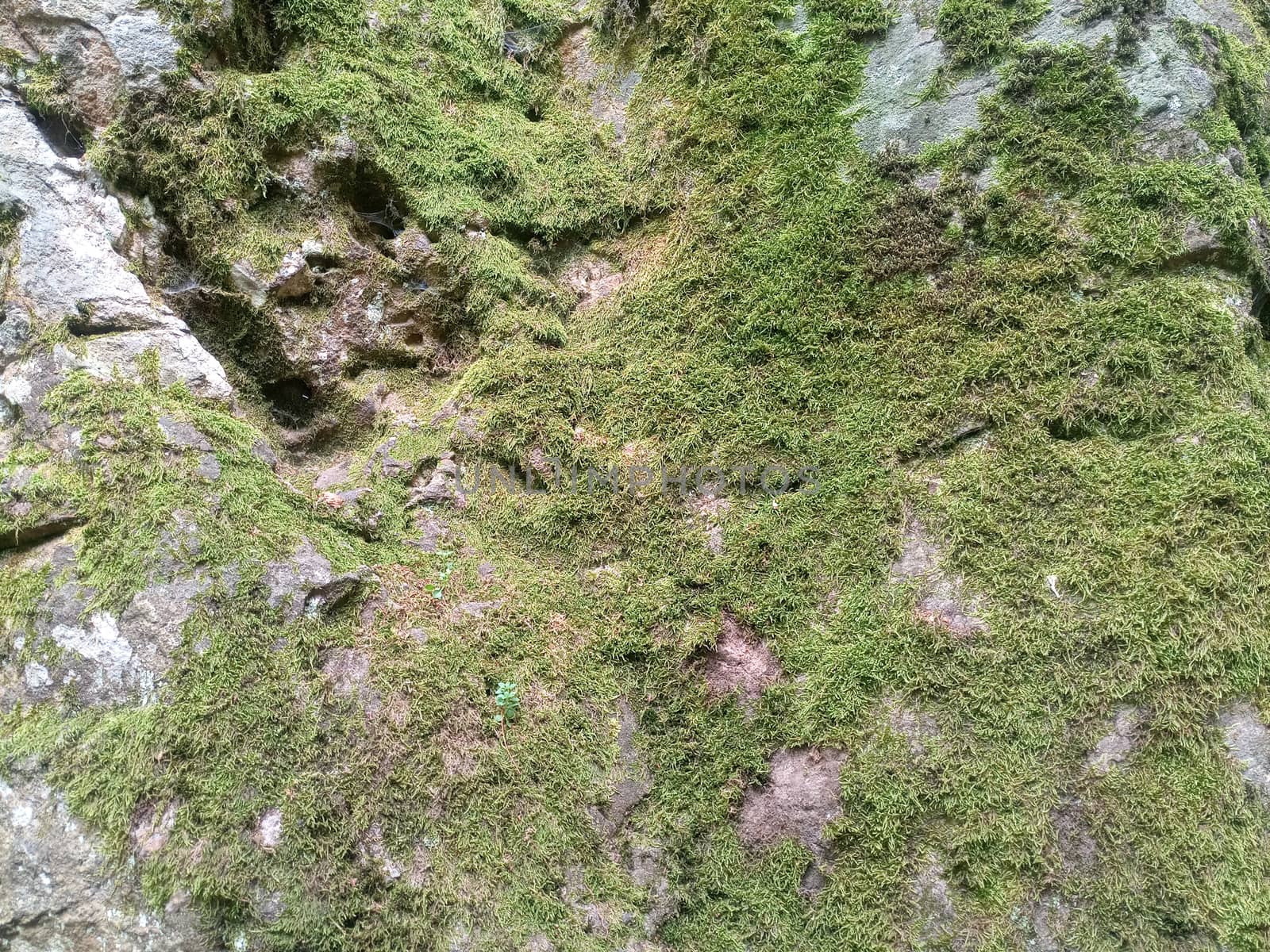 Green moss on the rock. A stone overgrown with a bhomme