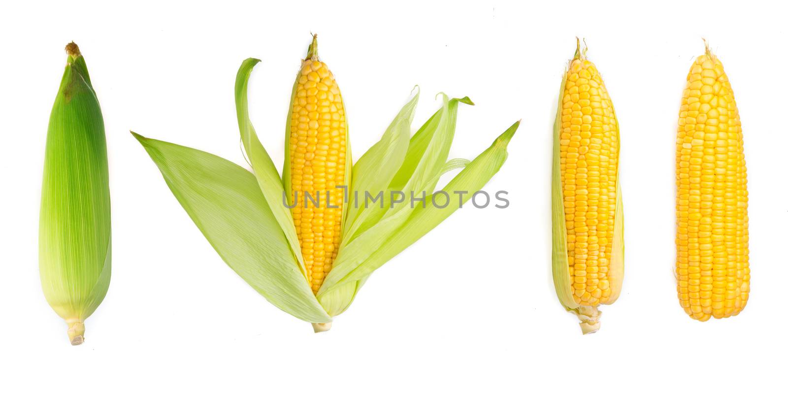 Organic yellow corn on wood