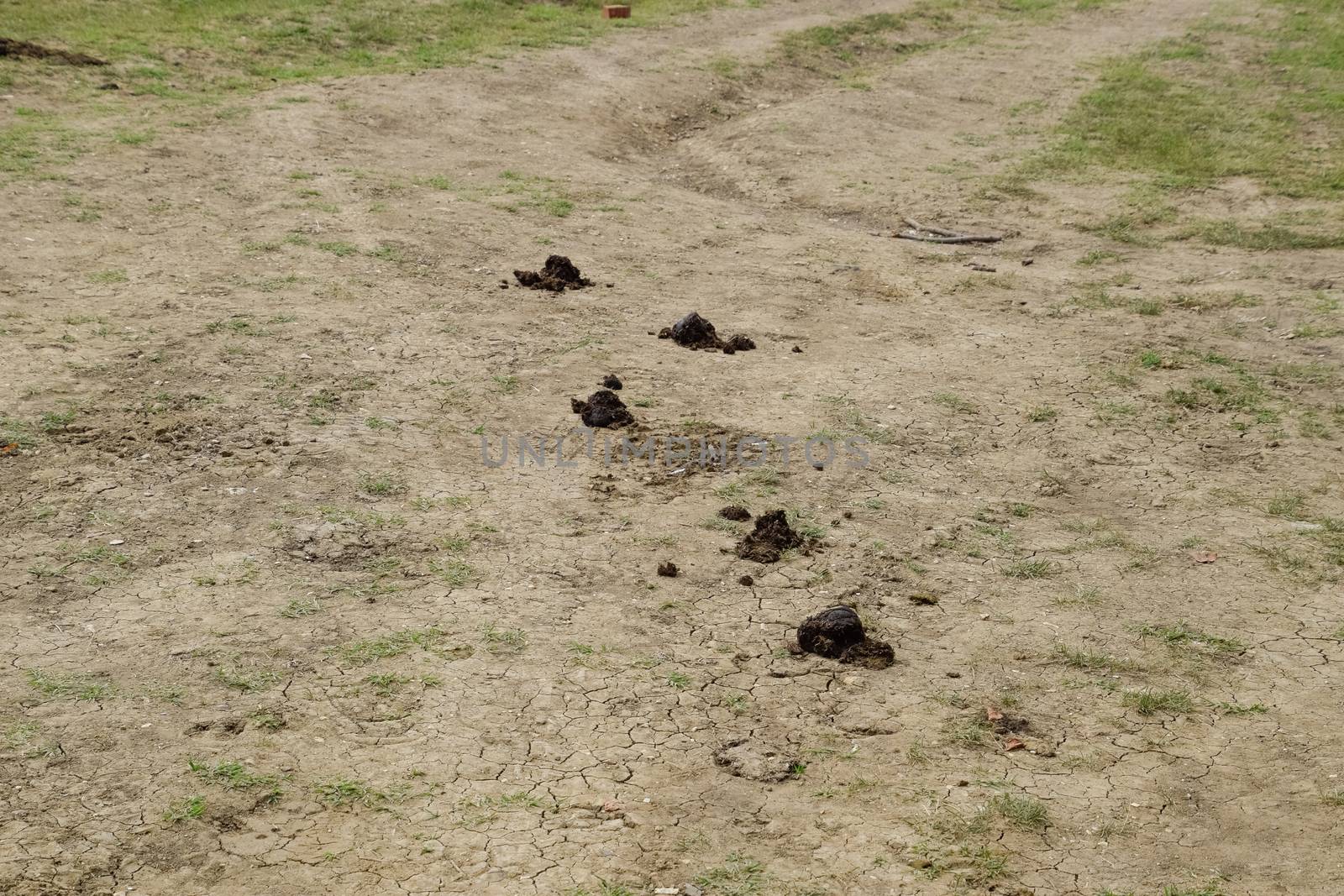 Horse poop on green grass. Horse manure in the meadow.