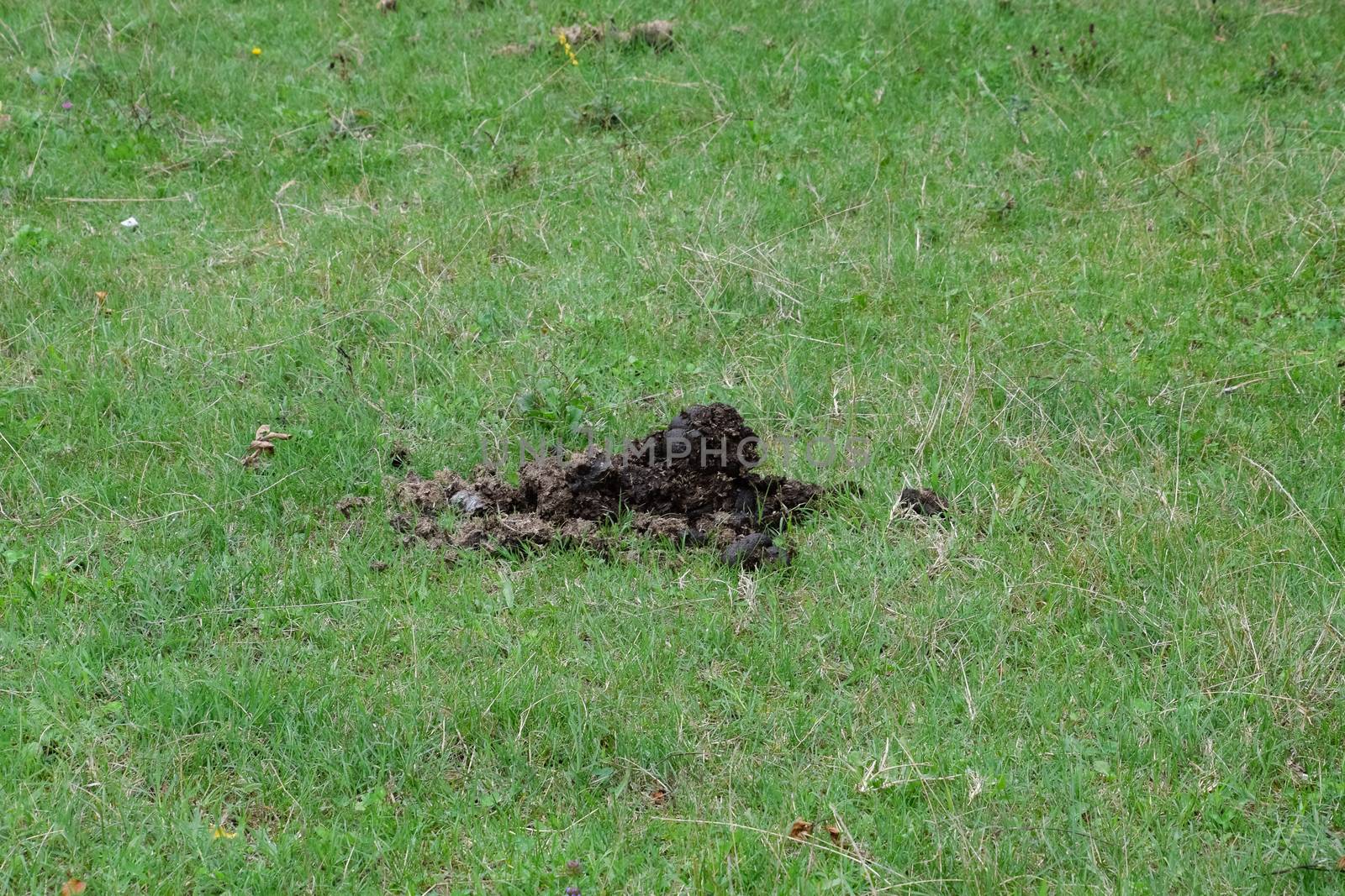Horse poop on green grass. Horse manure in the meadow.