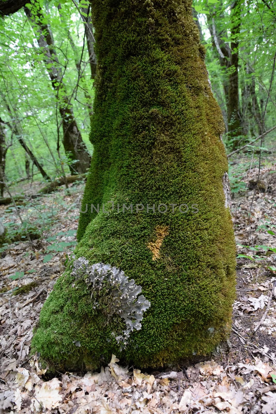 Moss and lichen on the trunk of an old tree. Forest litter.