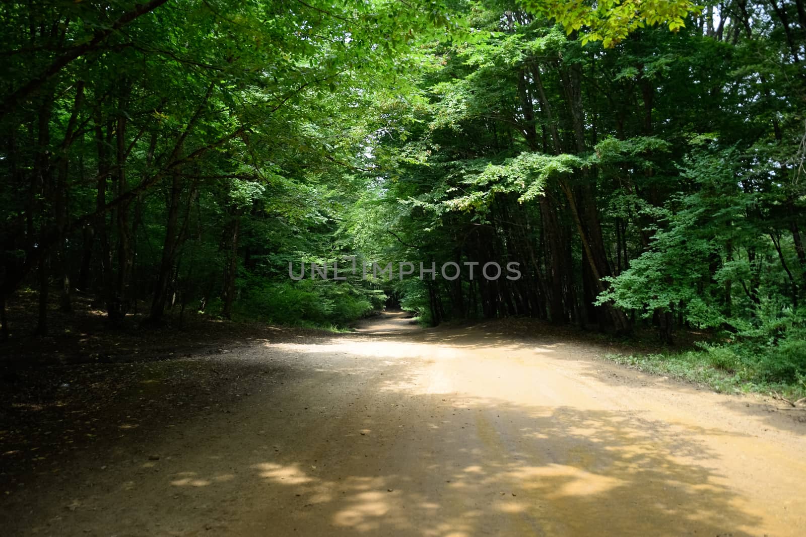 Mountain road in the forest. Shapsugsky forest.