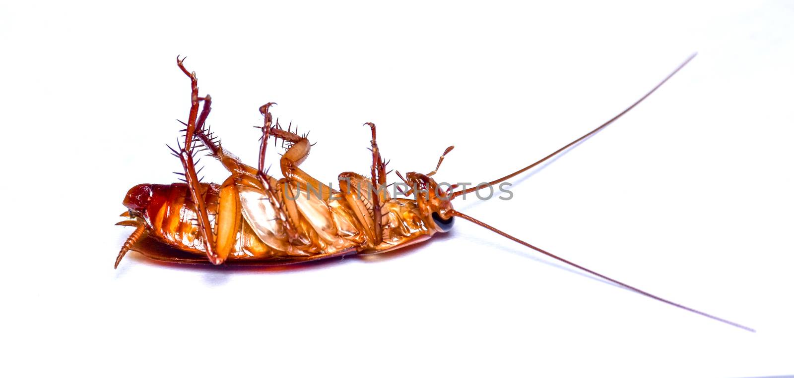 Dead cockroach on white background by anuraksir