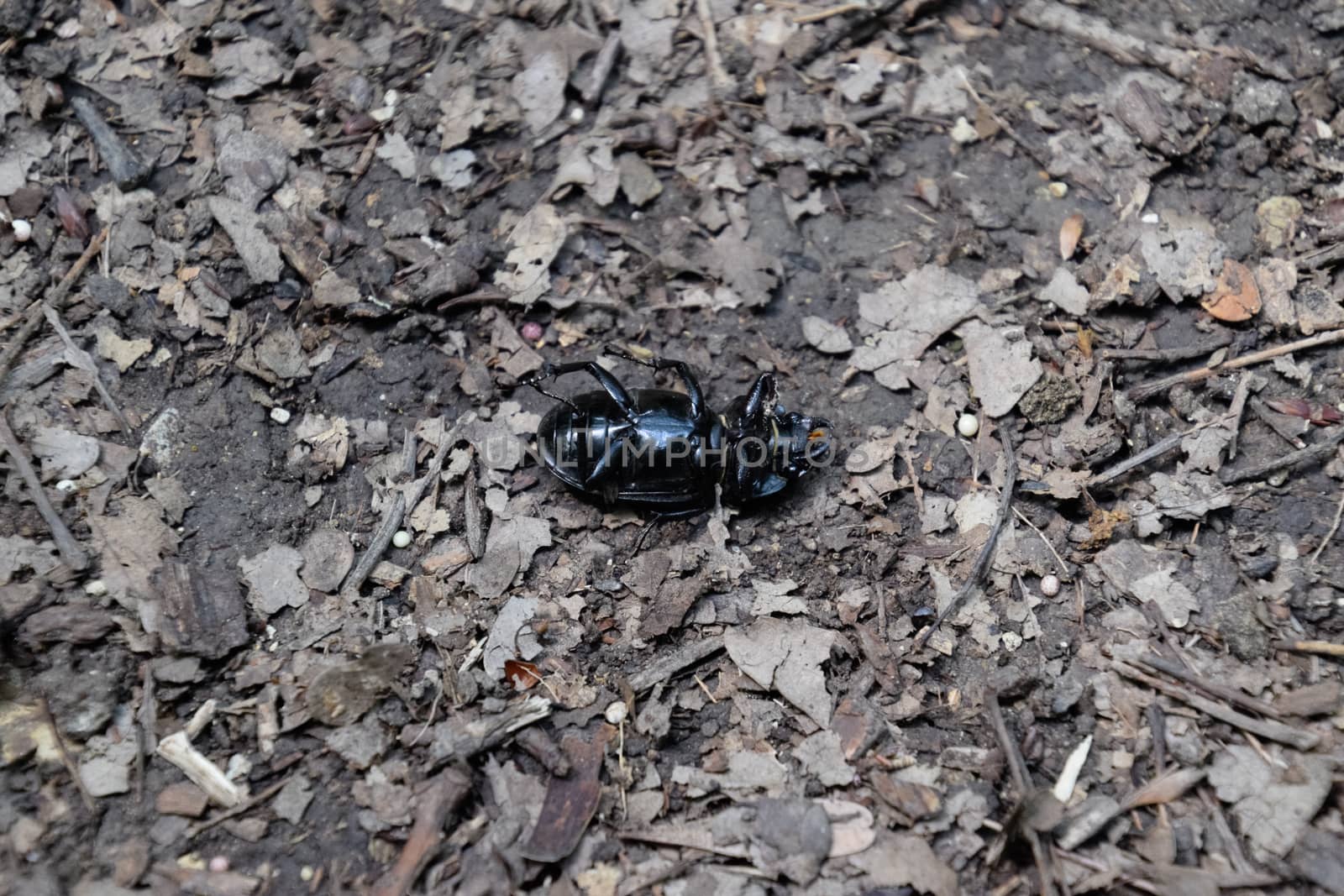 The beetle lies on its back and cannot roll over.