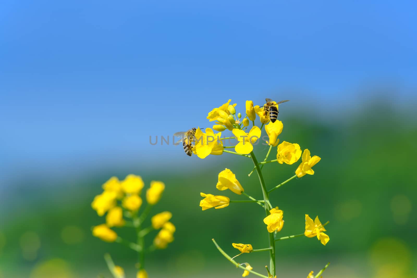 Bees collecting nectar on blooming yellow flowers of rape