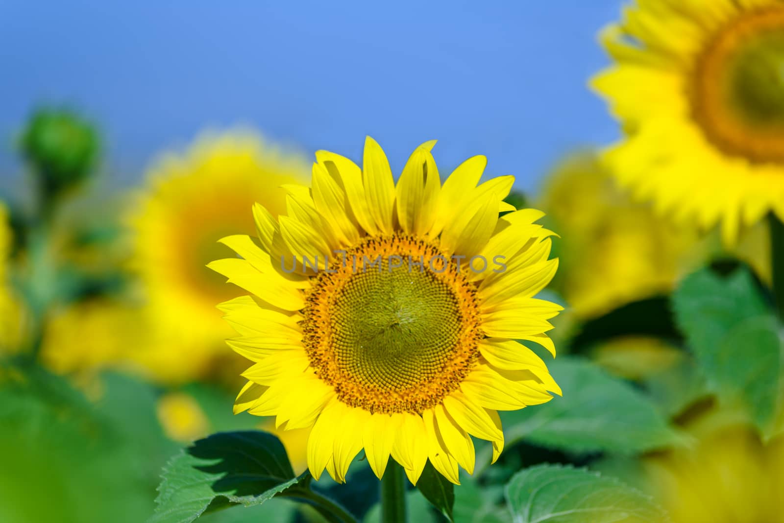 Beautiful sunflowers blooming in the sun on the blue sky background.