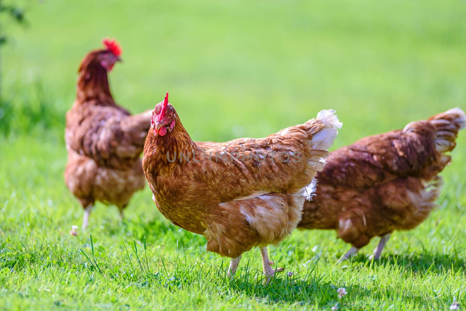 Hens on traditional free range poultry organic farm grazing on the grass