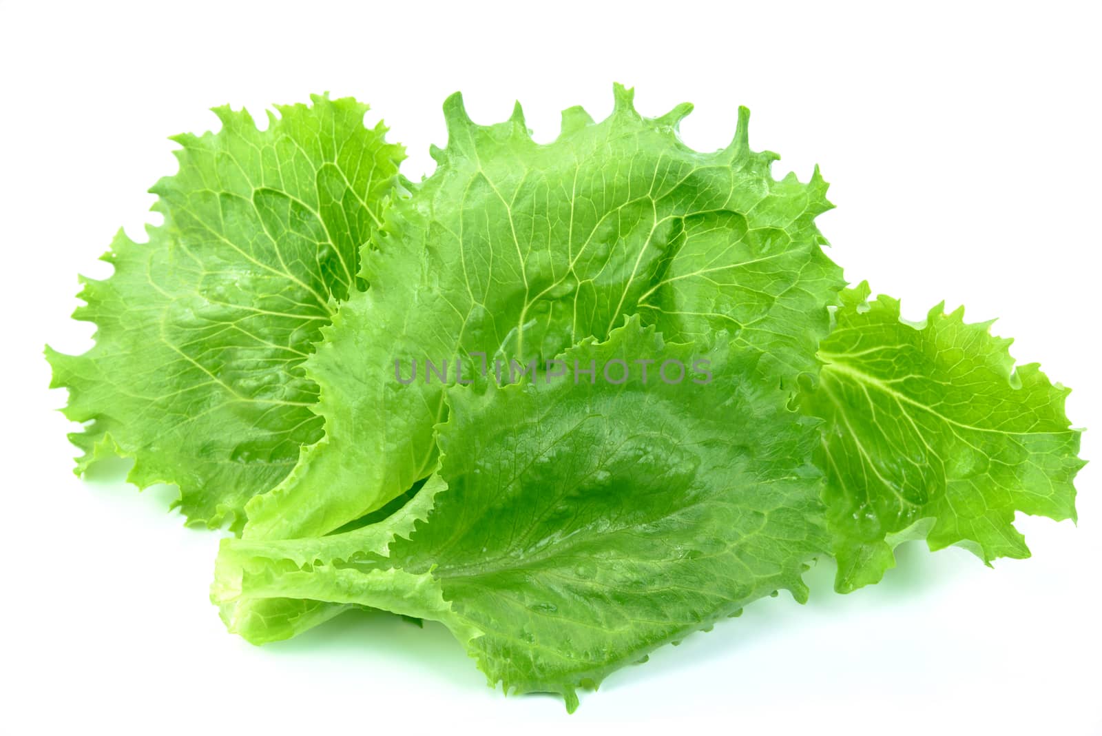 Fresh and wet green lettuce from organic farm isolated on a white background.