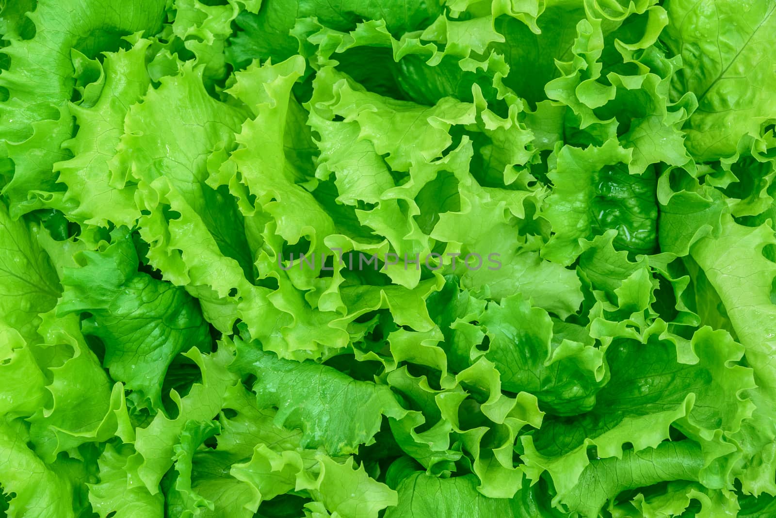 Fresh and wet green lettuce from organic farm as a texture background - high angel view.