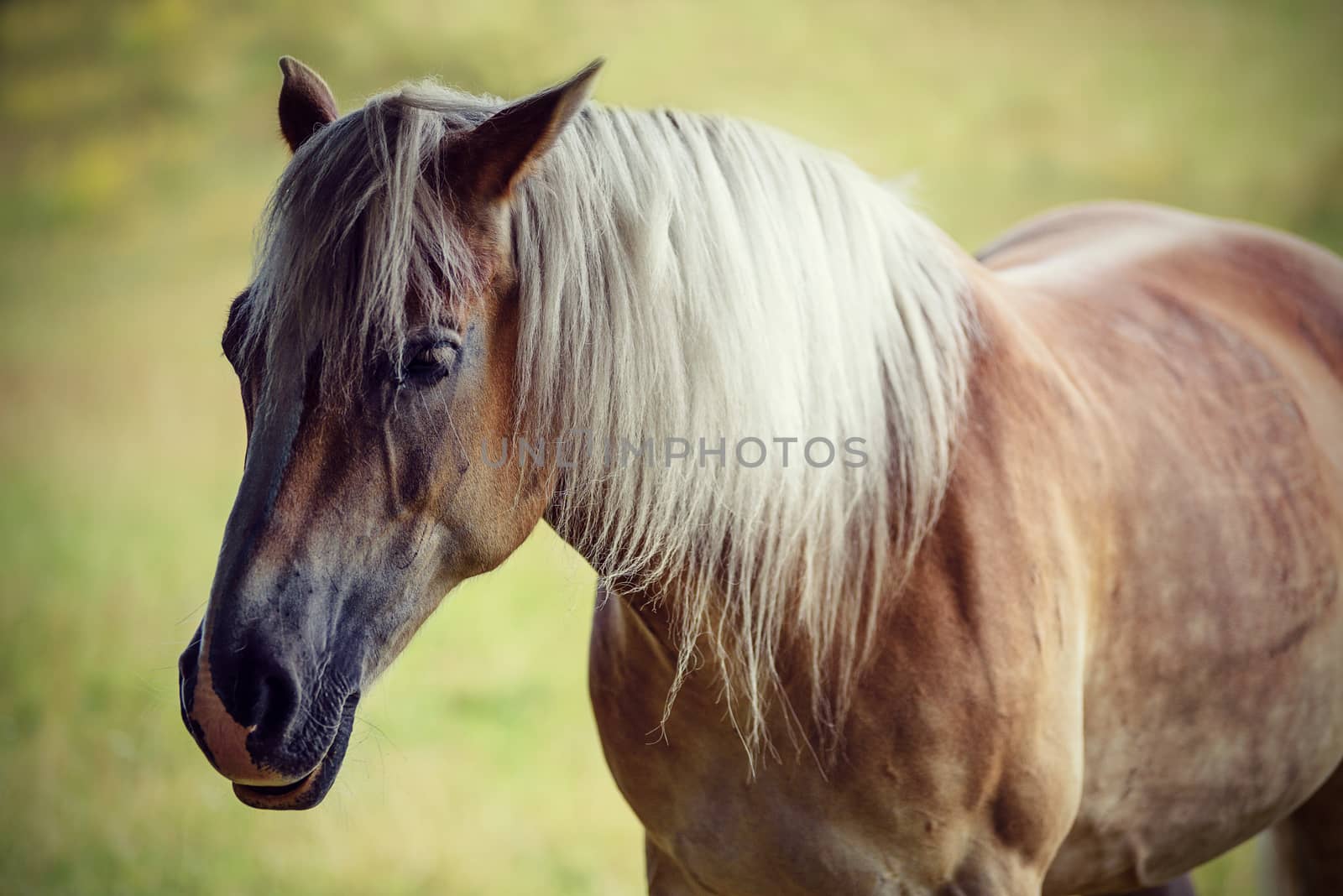 Portrait of a beautiful brown horse with a gray mane on a pasture (vintage effect)