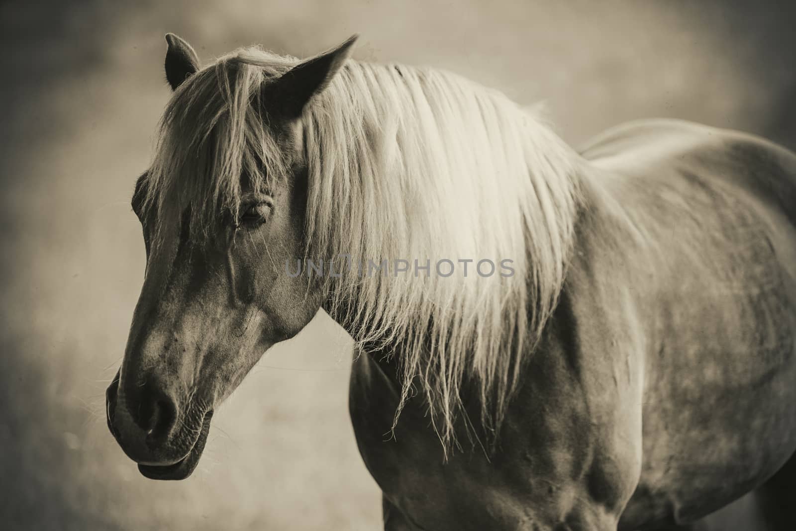 Portrait of a beautiful horse on a pasture - sepia vintage effect