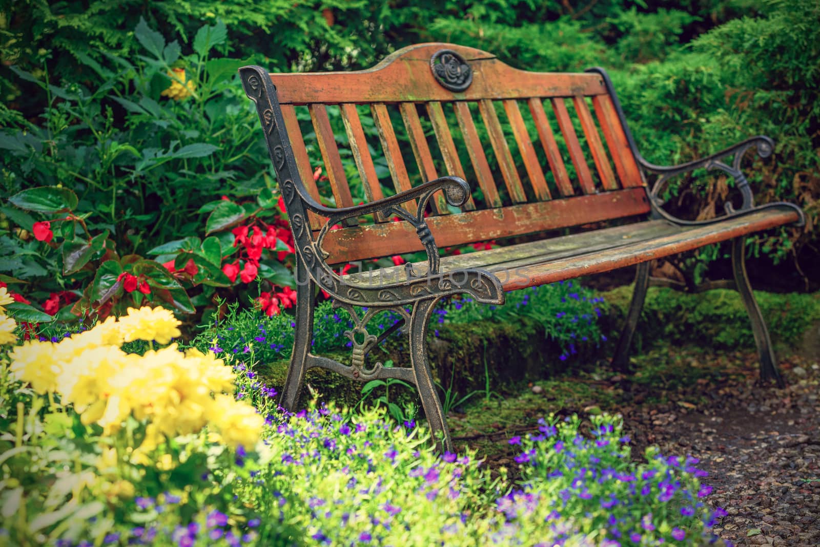 Vintage bench in the garden between the flowers.