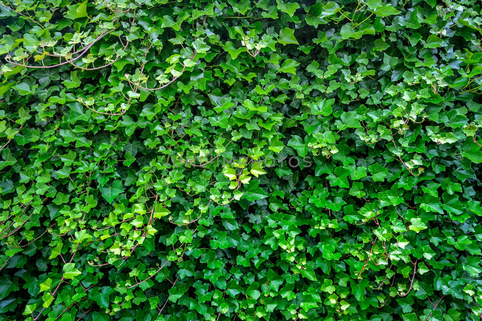 Green ivy leaves background by wdnet_studio