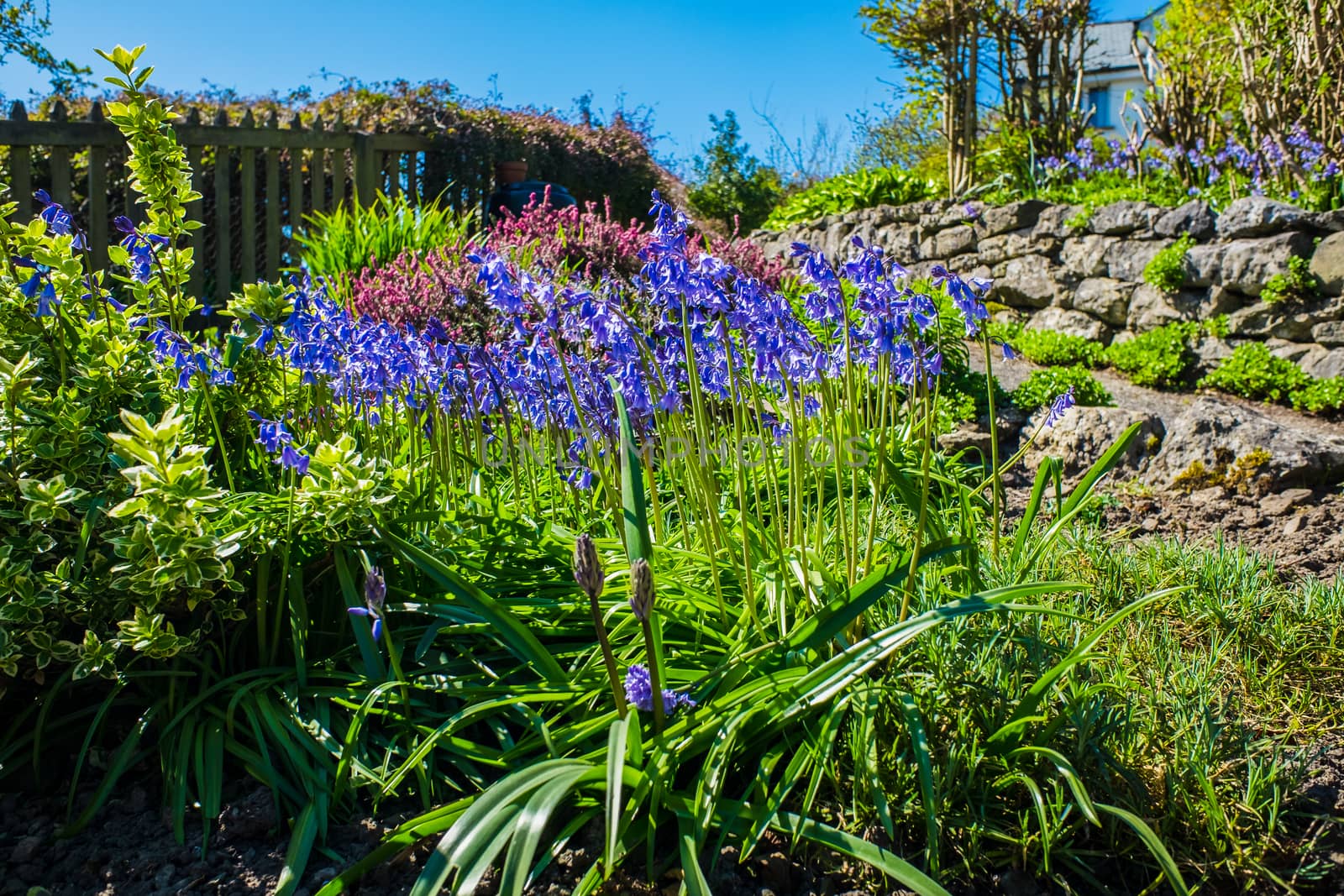 English cottage garden with Bluebells blowing in the wind in Springtime