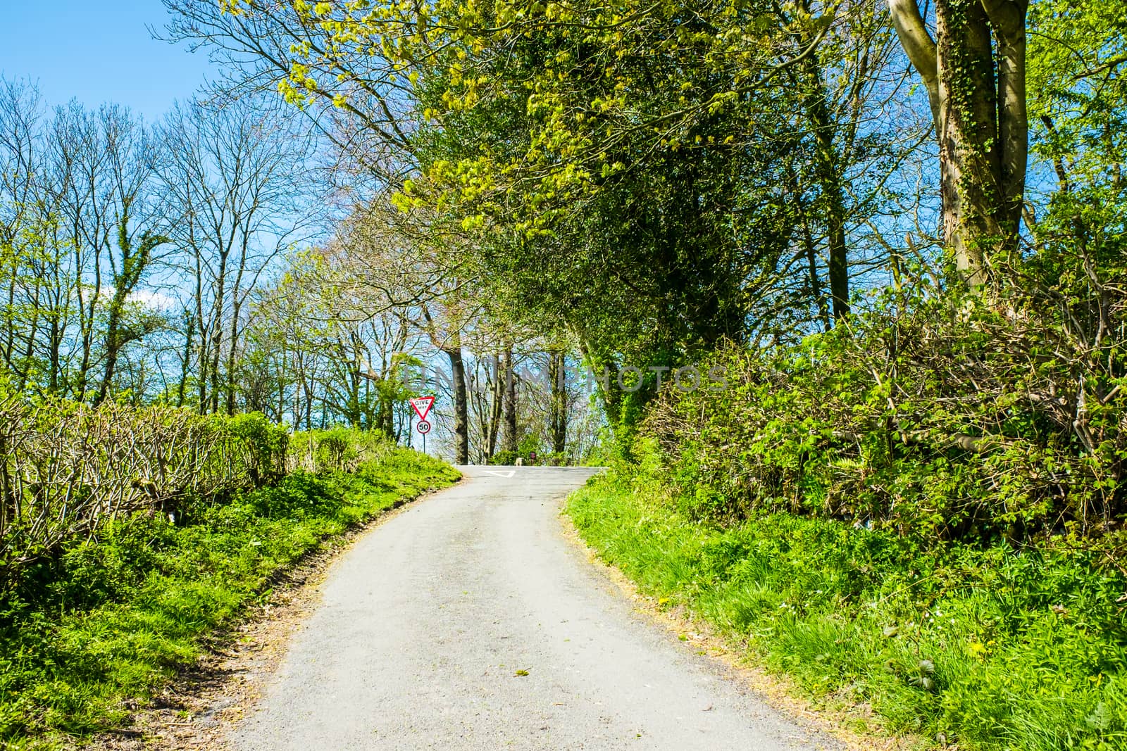 narrow single track country lane bordered by hedges by paddythegolfer