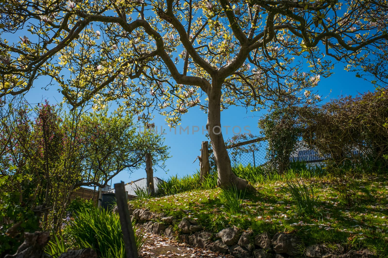 Blossoming white magnolia trees by paddythegolfer