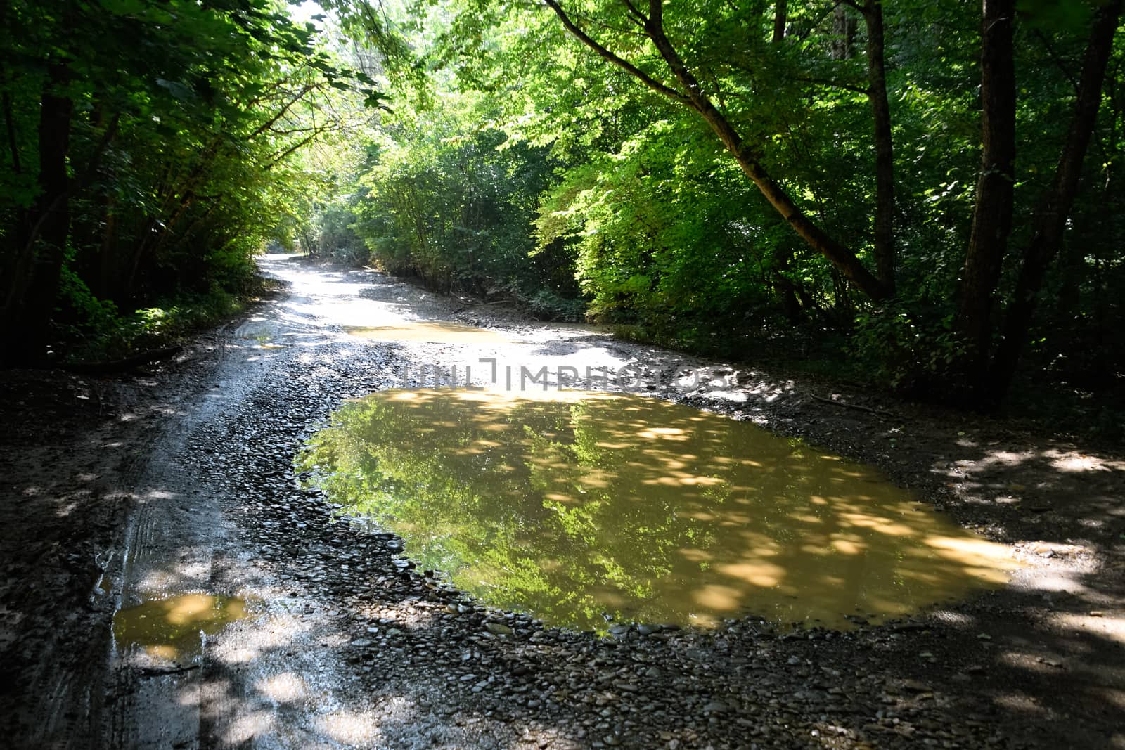 A large puddle on a dirt country road.