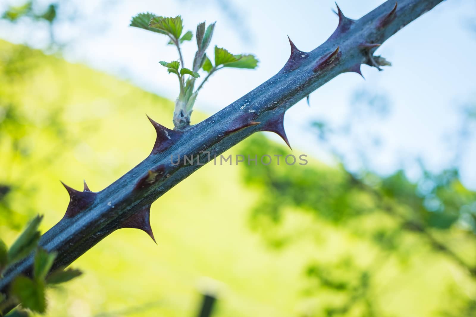 thorns on a thick branch of a bramble bush UK