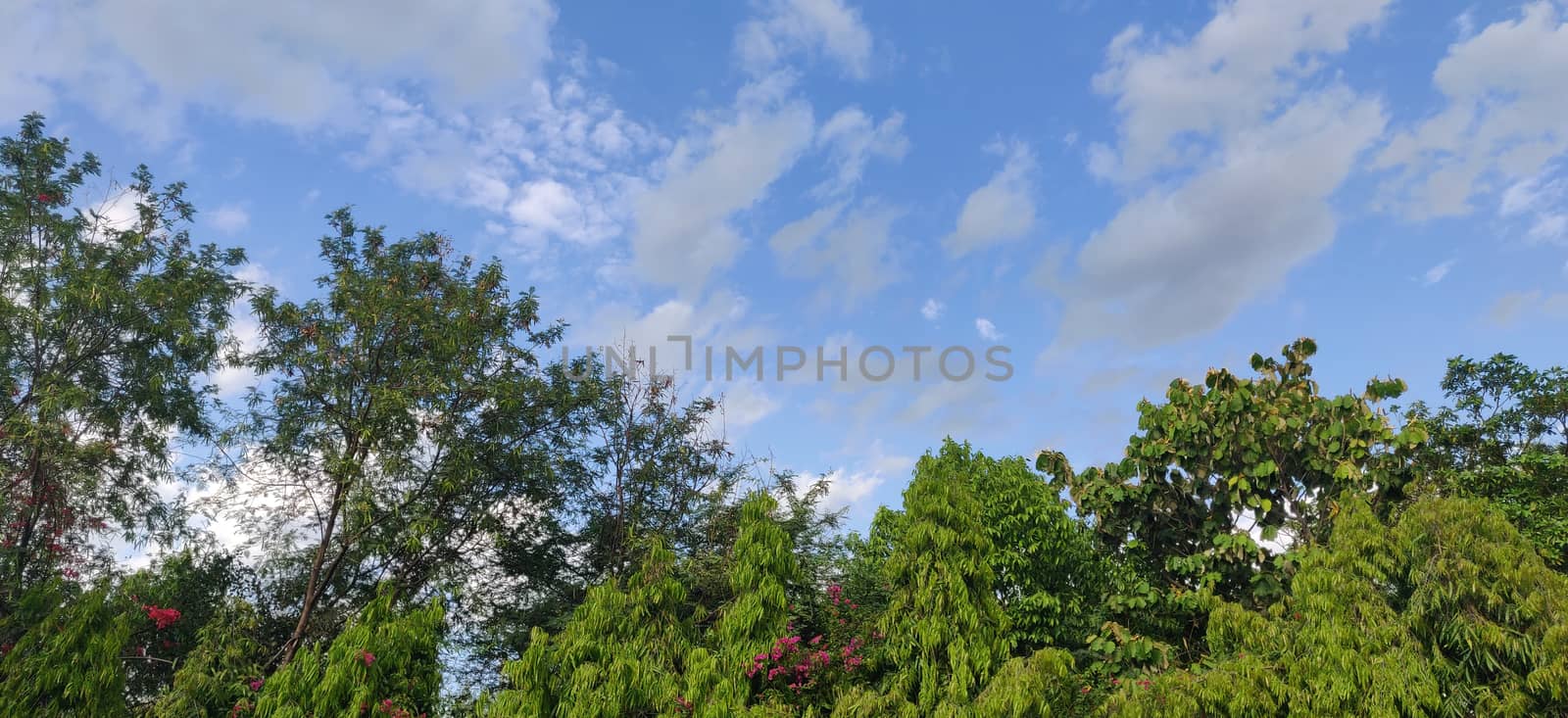 Lush green against bright blue sky with clouds in summers in India
